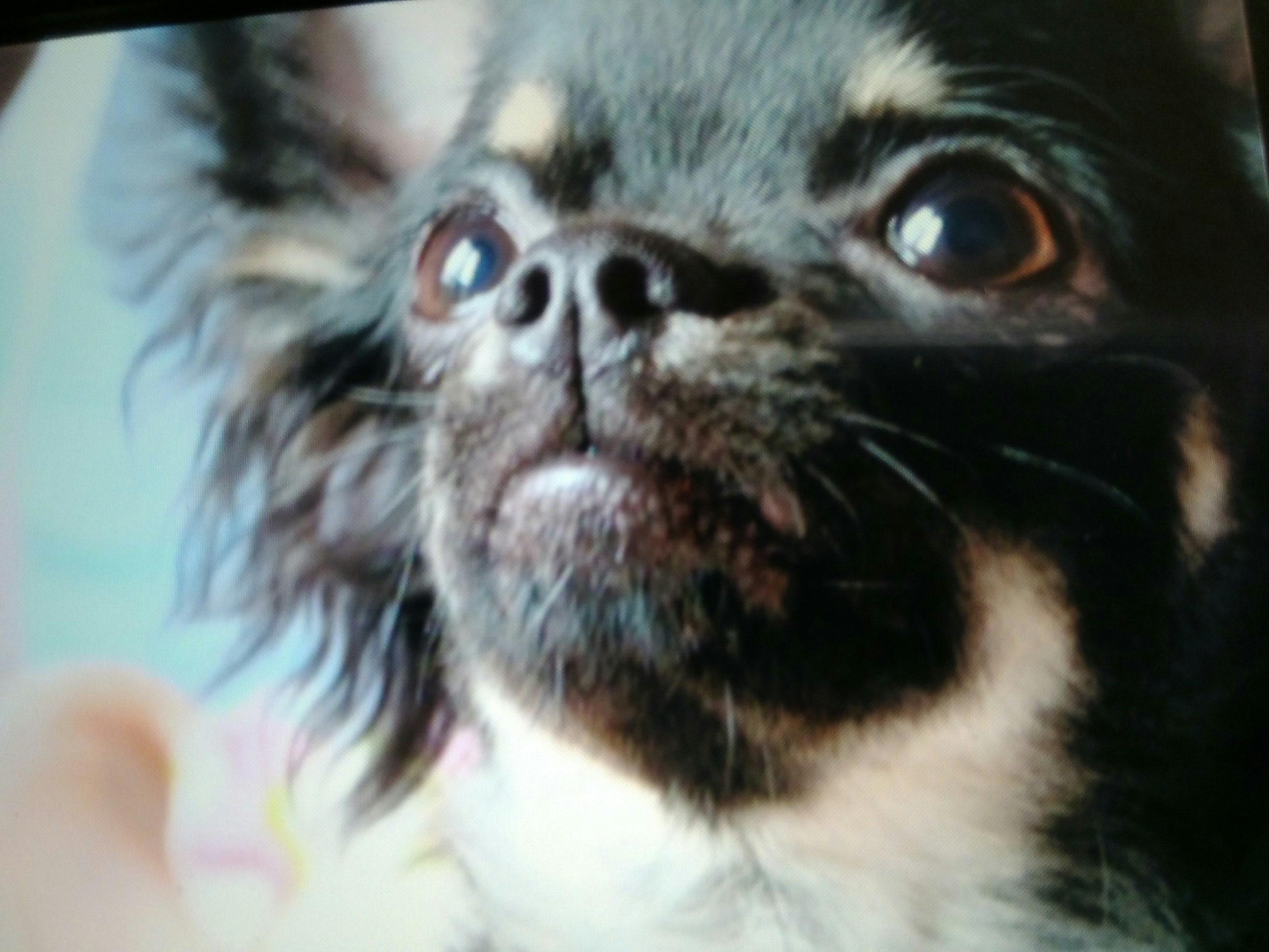 わんにゃんサイトの犬の写真