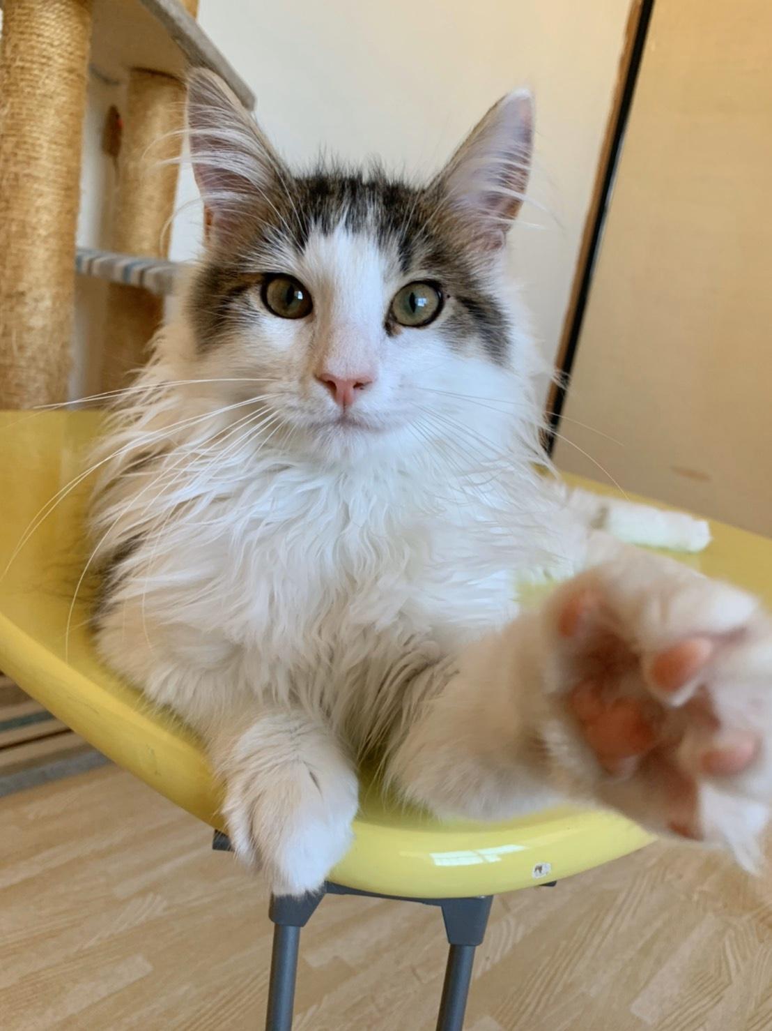 わんにゃんサイトの猫の写真