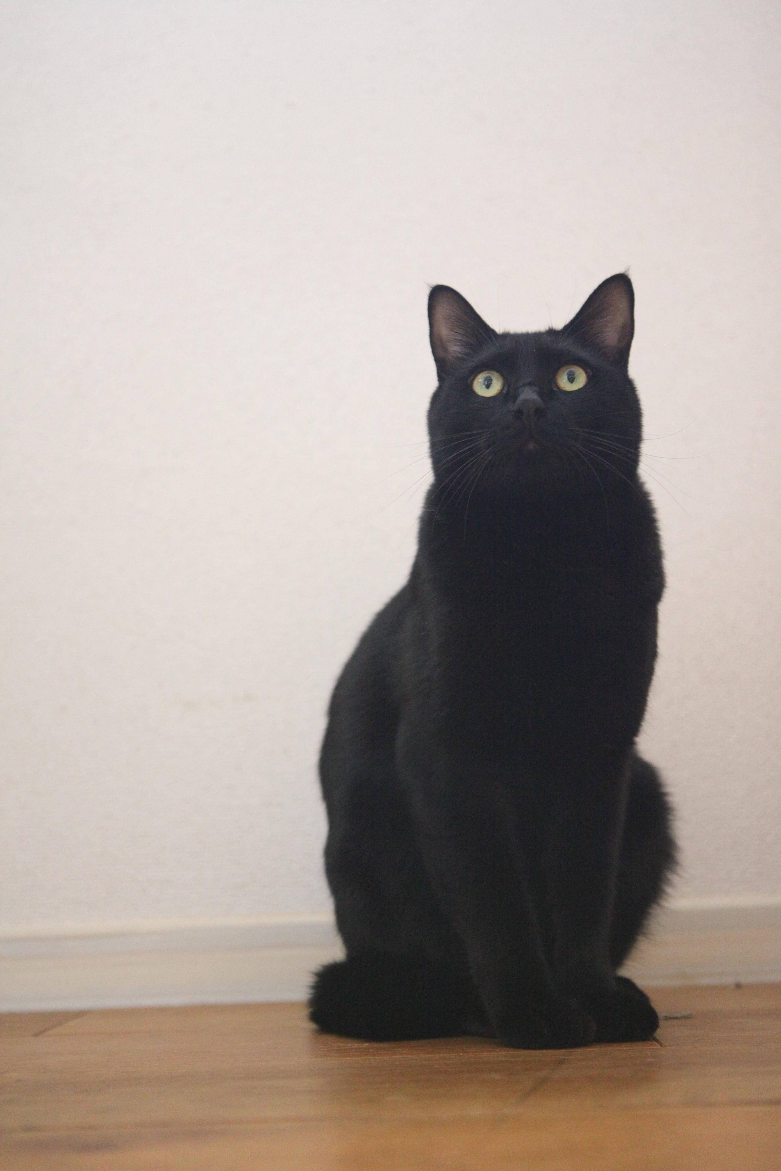 わんにゃんサイトの猫の写真