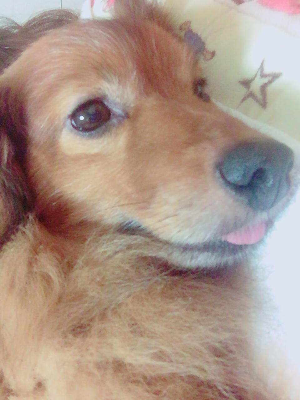 わんにゃんサイトの犬の写真