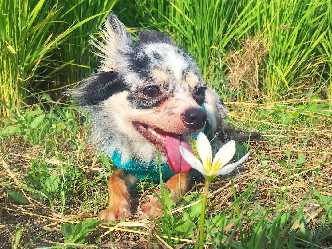 わんにゃんサイトの犬の写真