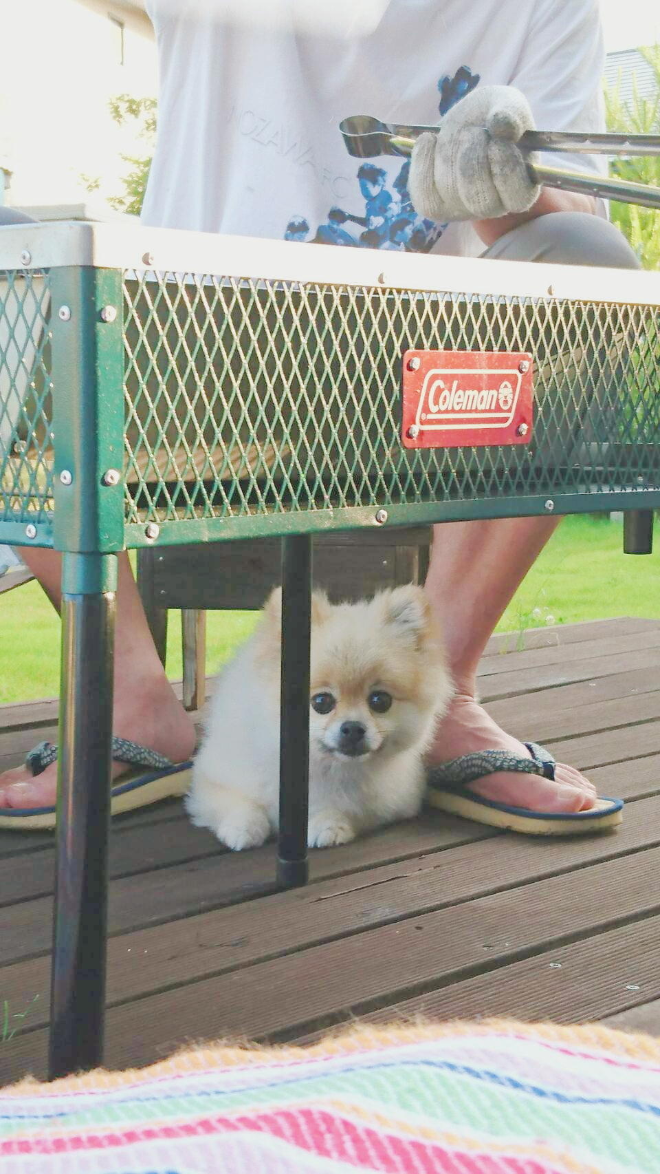 わんにゃんサイトの犬の写真