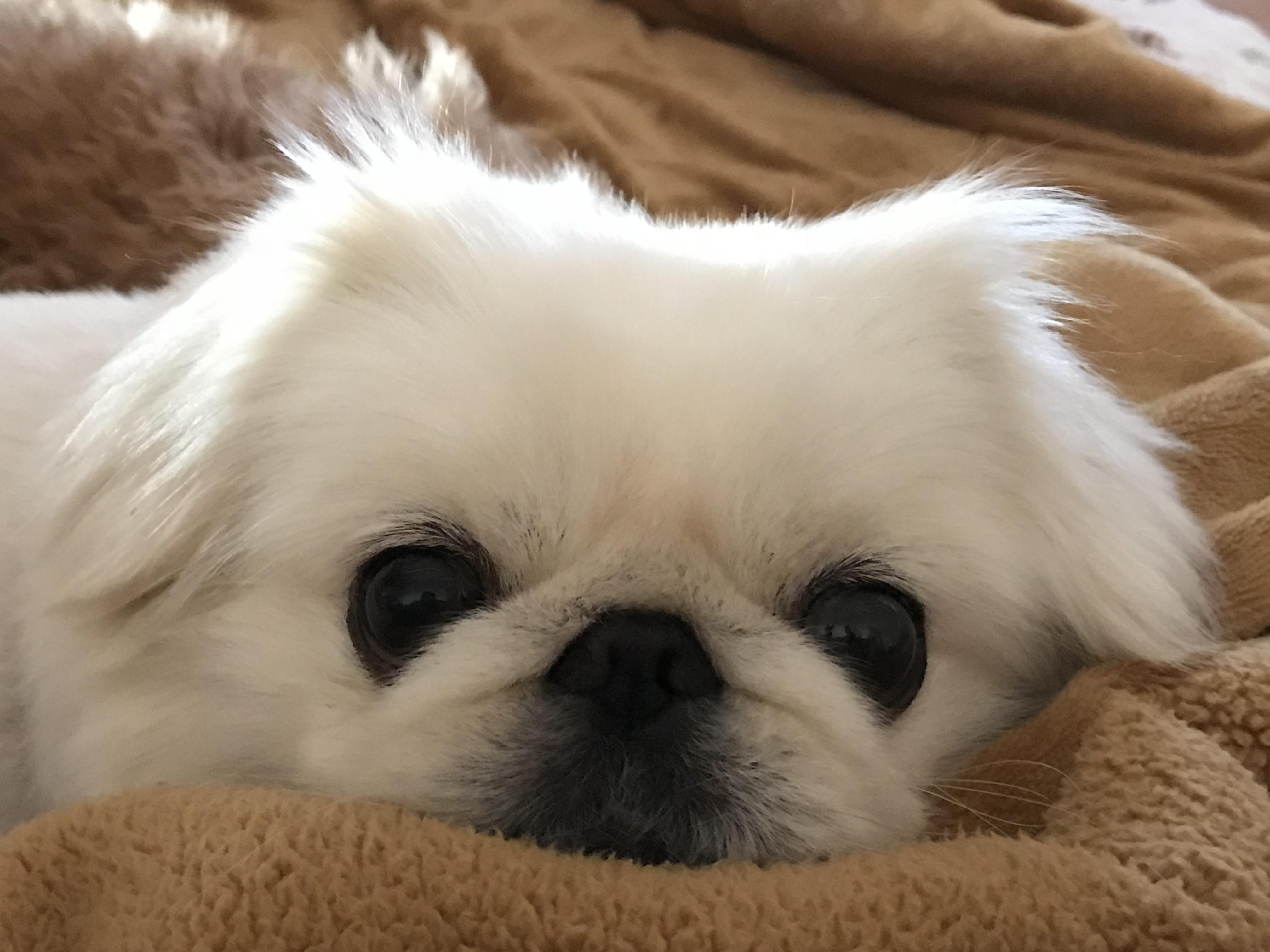 わんにゃんサイトの犬の写真