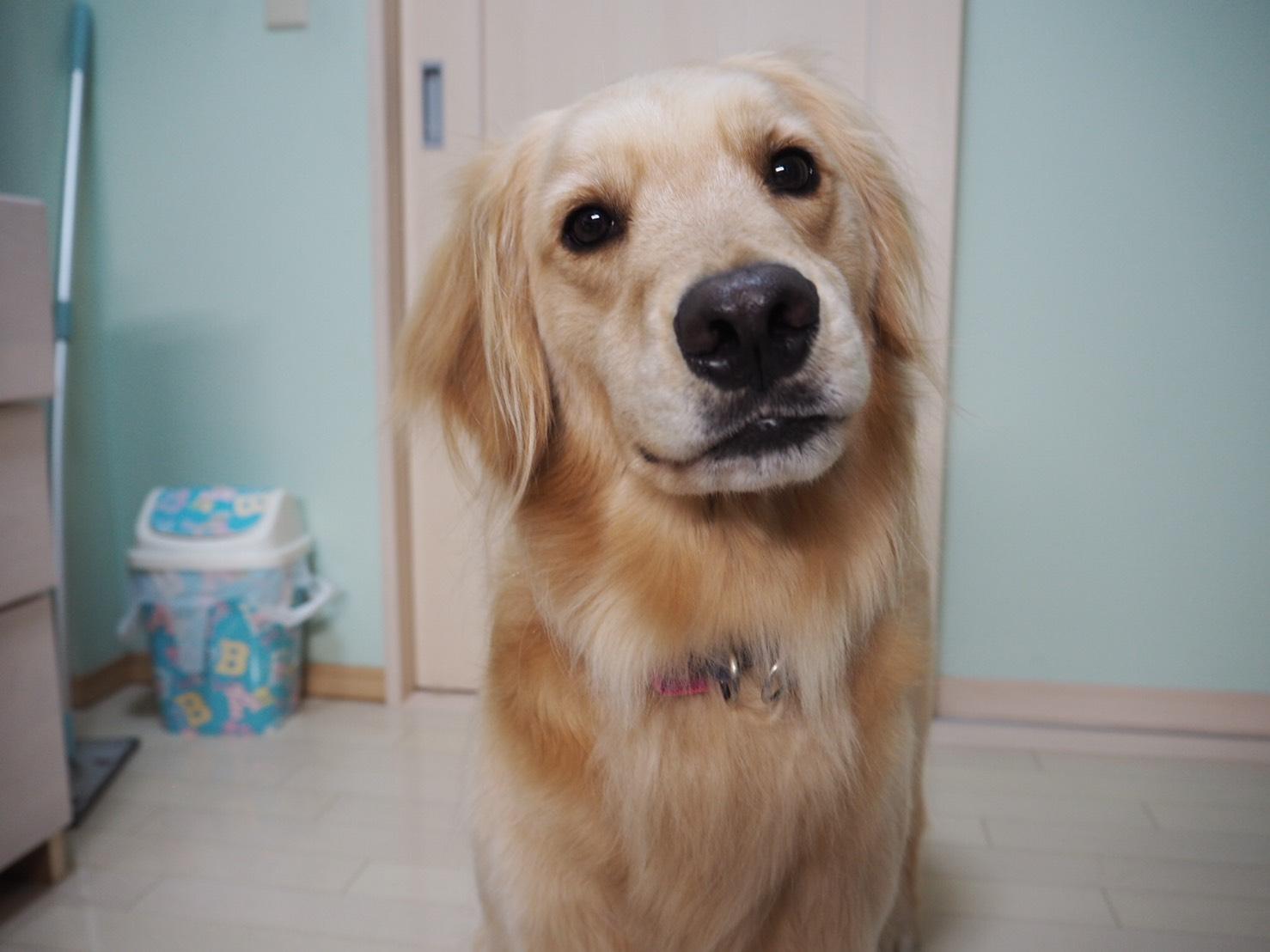 わんにゃんサイトの犬の写真