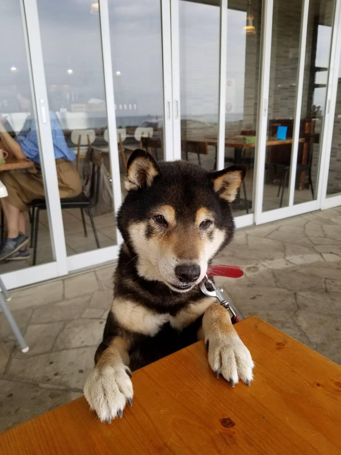 わんにゃんサイトの犬の写真