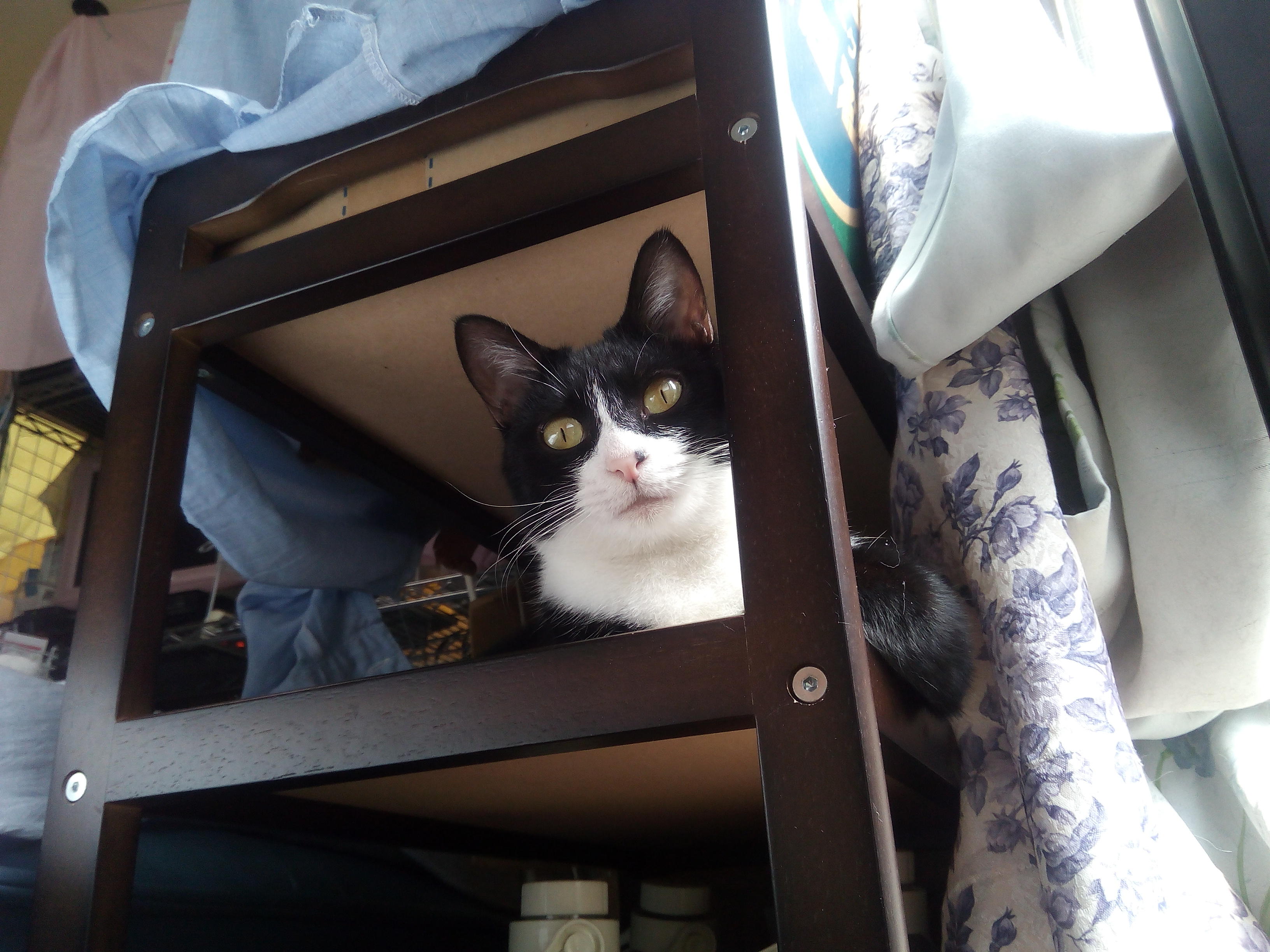 わんにゃんサイトの猫の写真