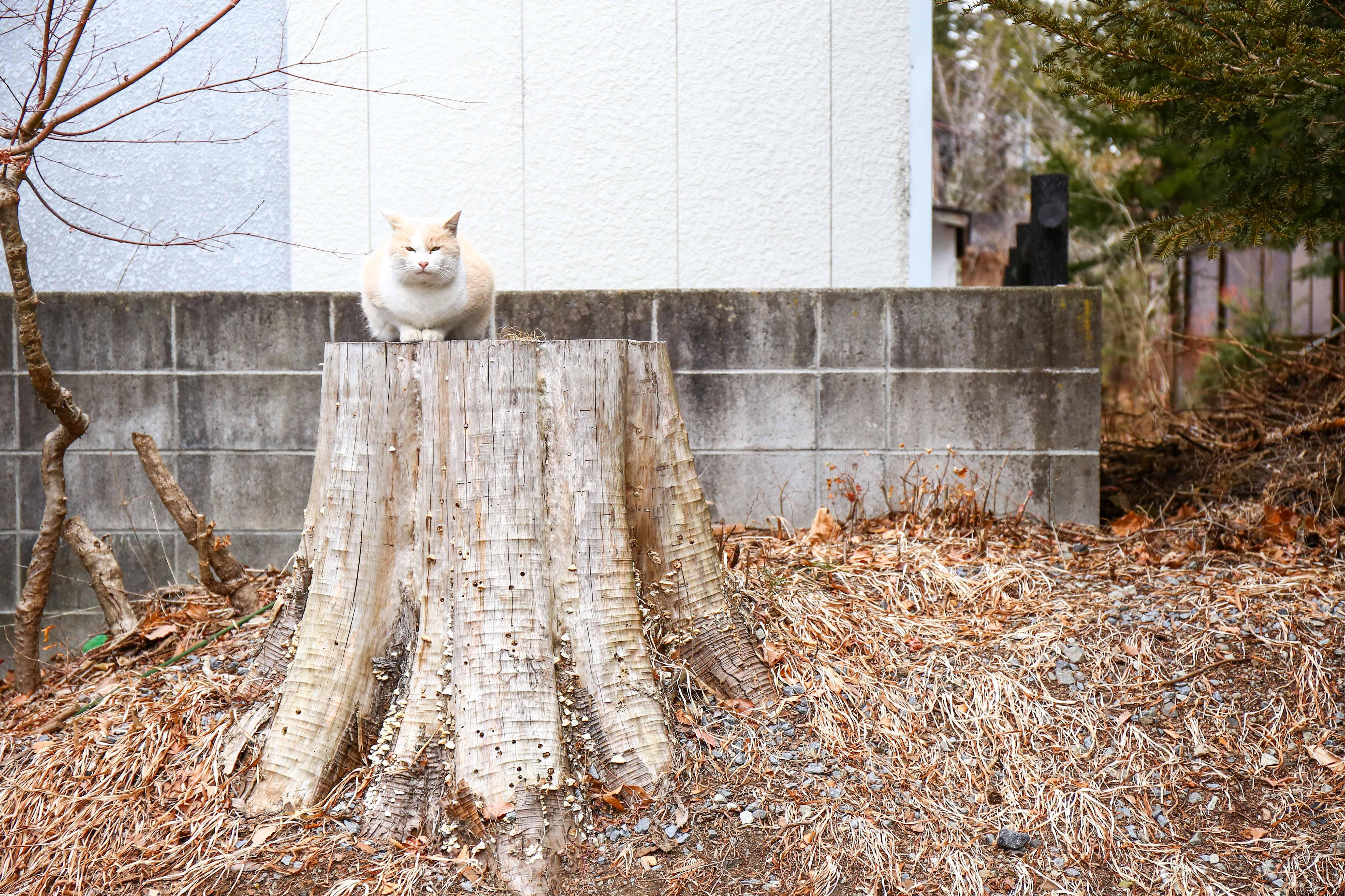 わんにゃんサイトの猫の写真