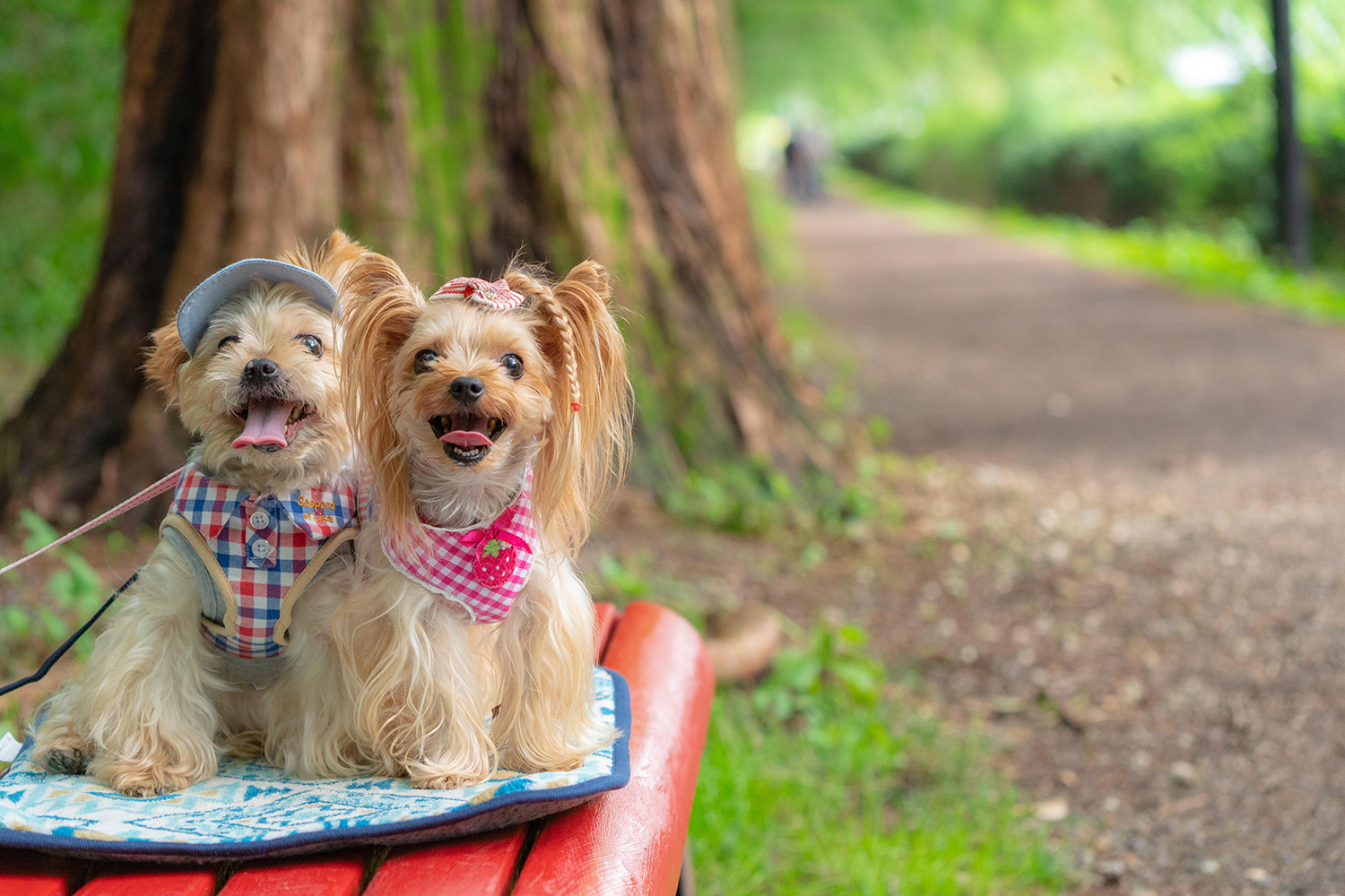 わんにゃんサイトの犬の写真