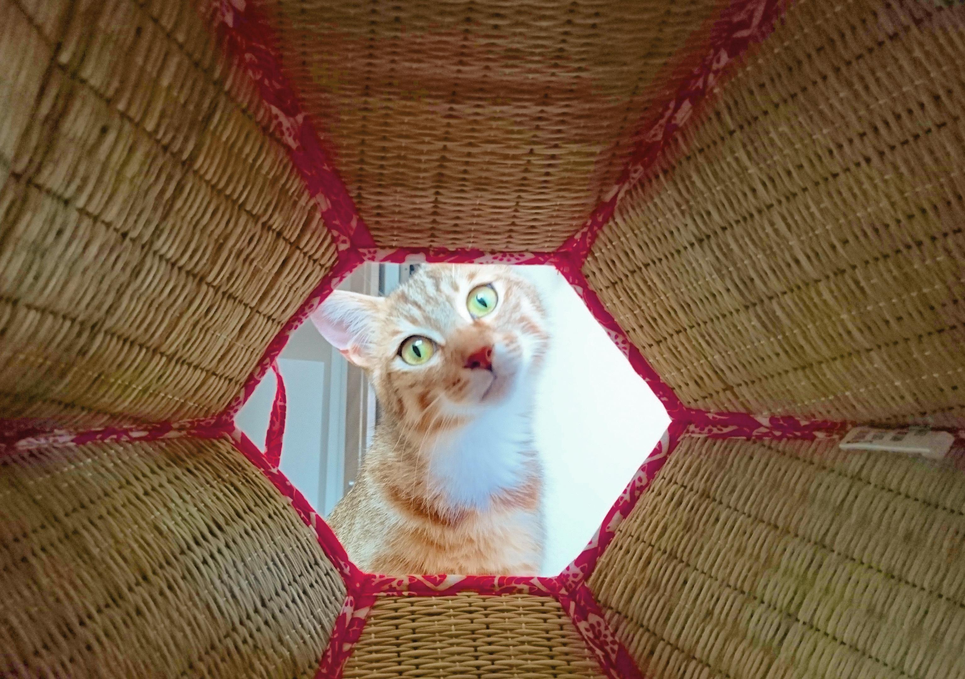 わんにゃんサイトの猫の写真