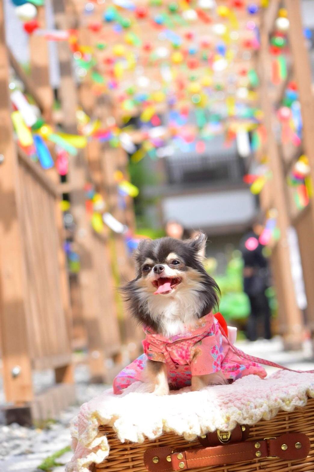 わんにゃんサイトの犬の写真