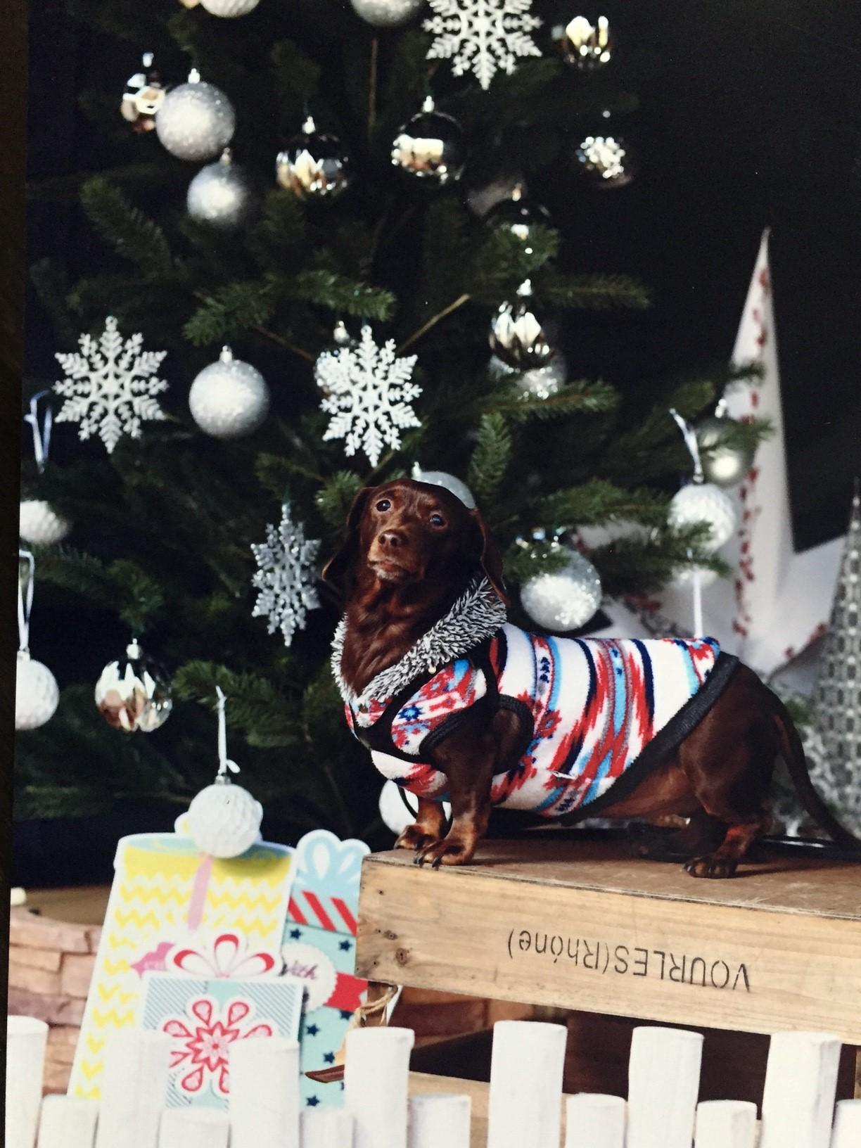 わんにゃんサイトの犬の写真