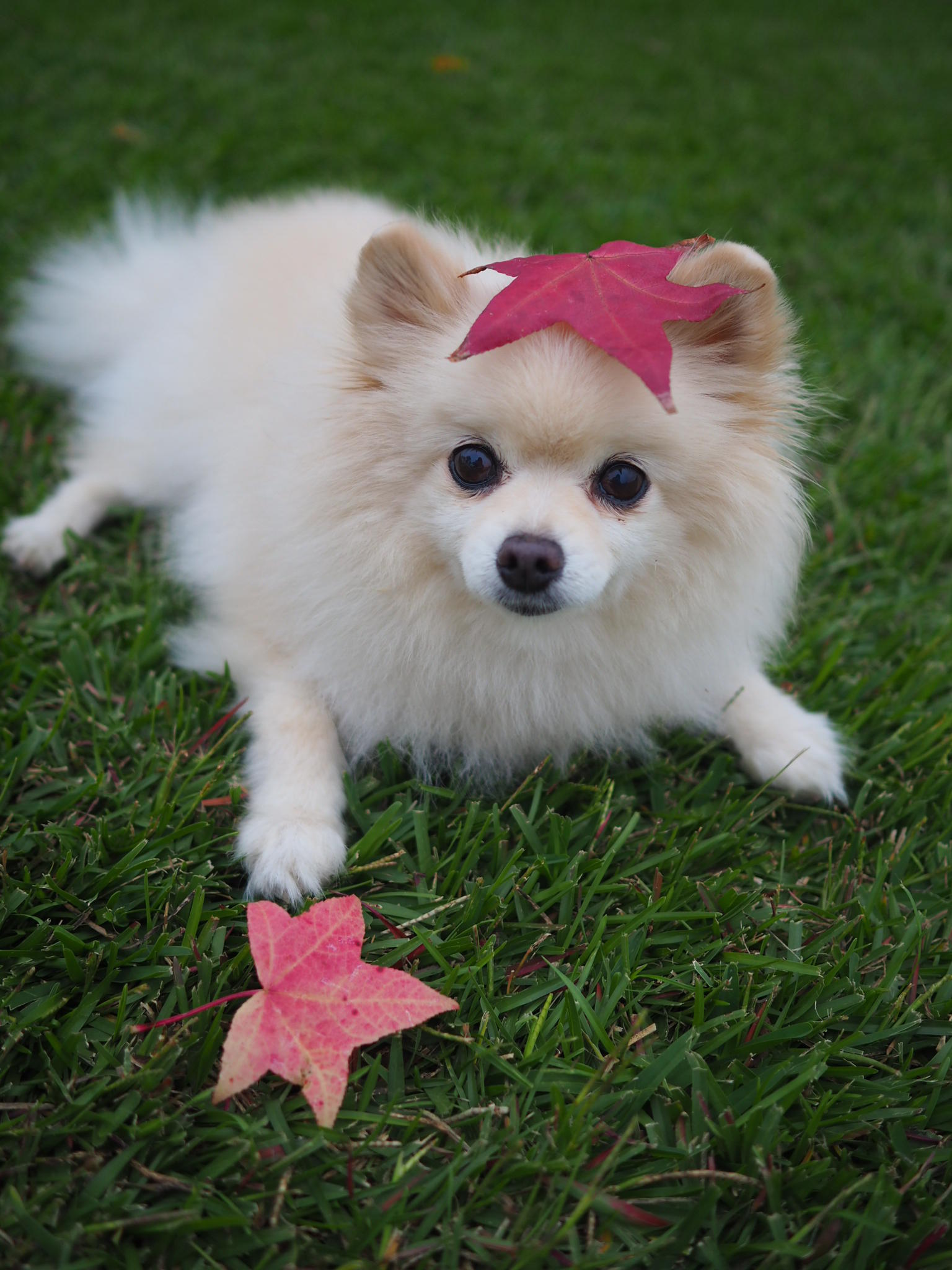 わんにゃんサイトの犬の写真