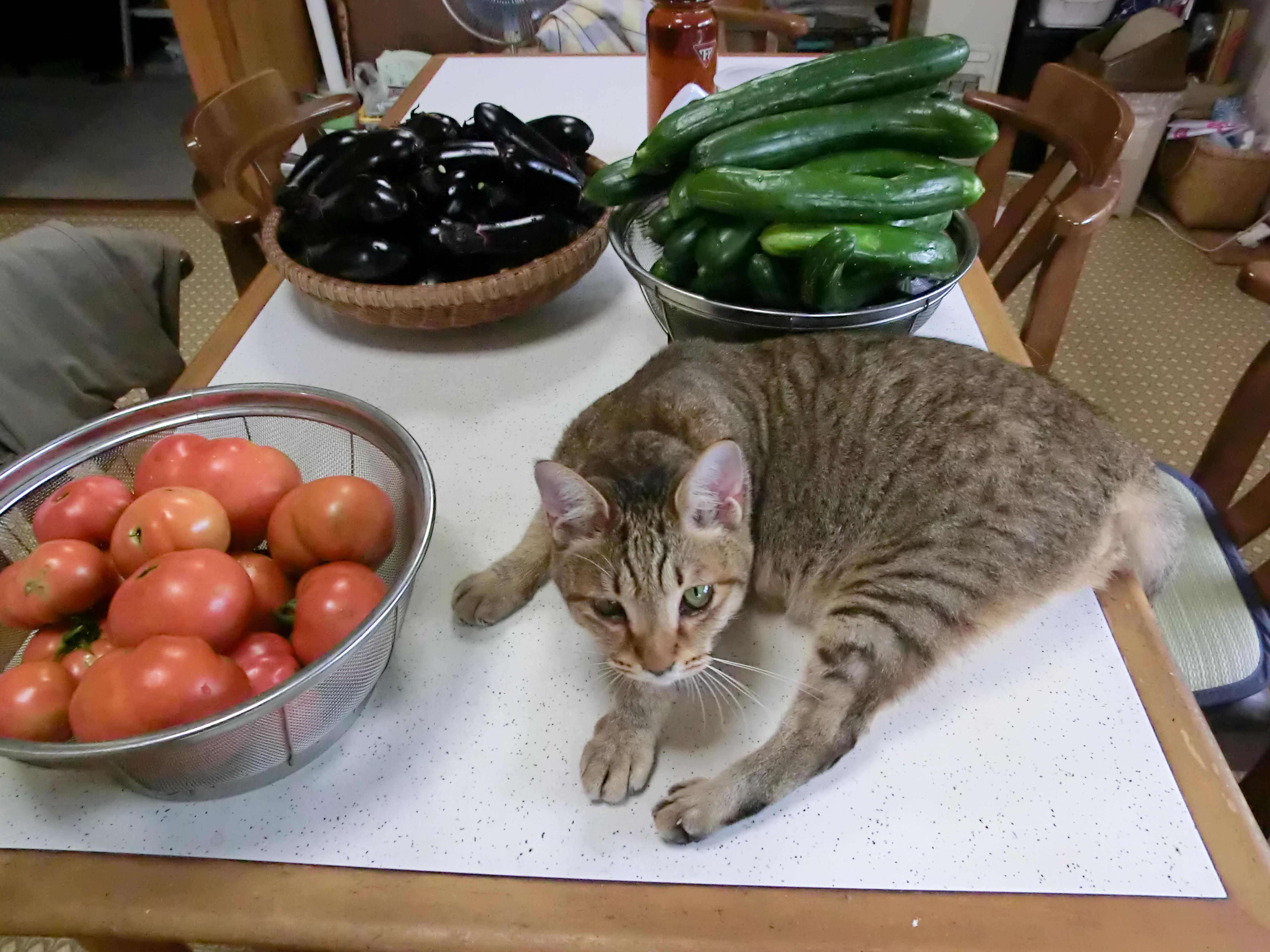 わんにゃんサイトの猫の写真