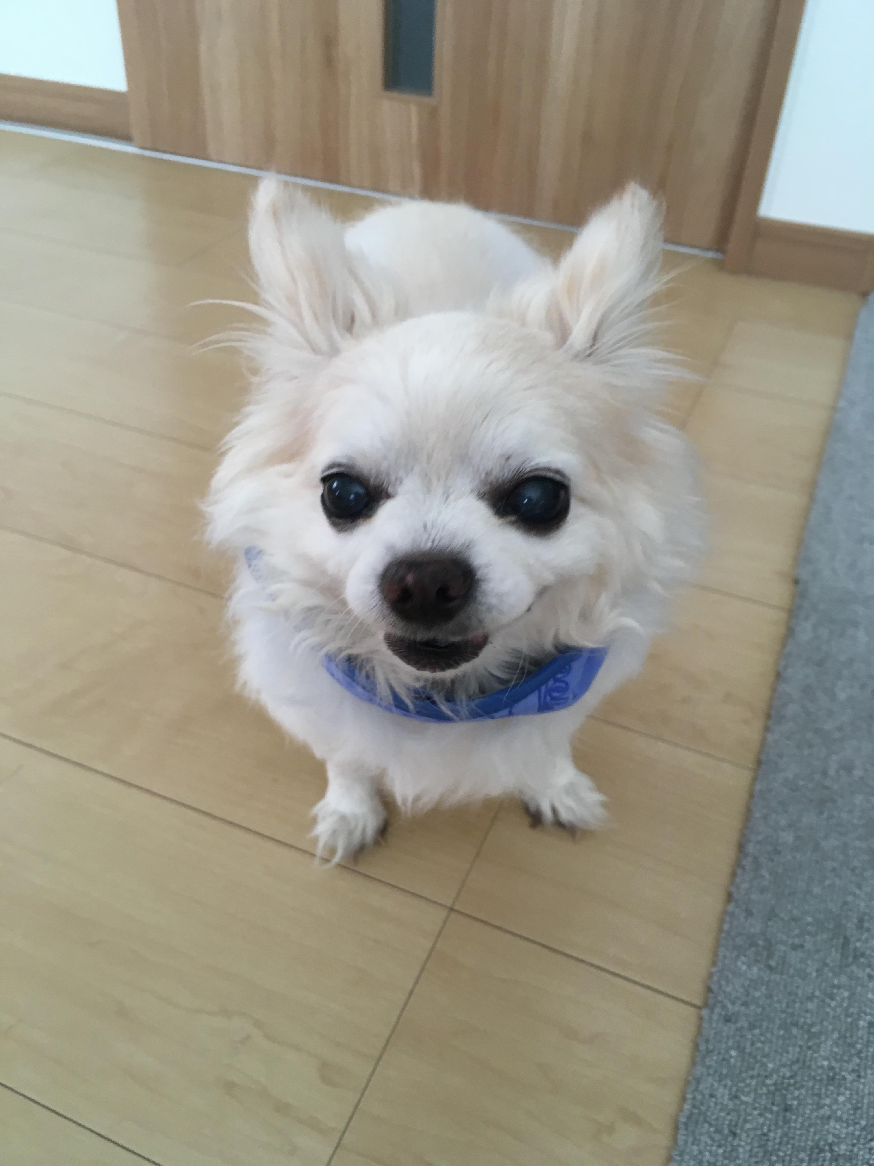 わんにゃんサイトの犬の写真