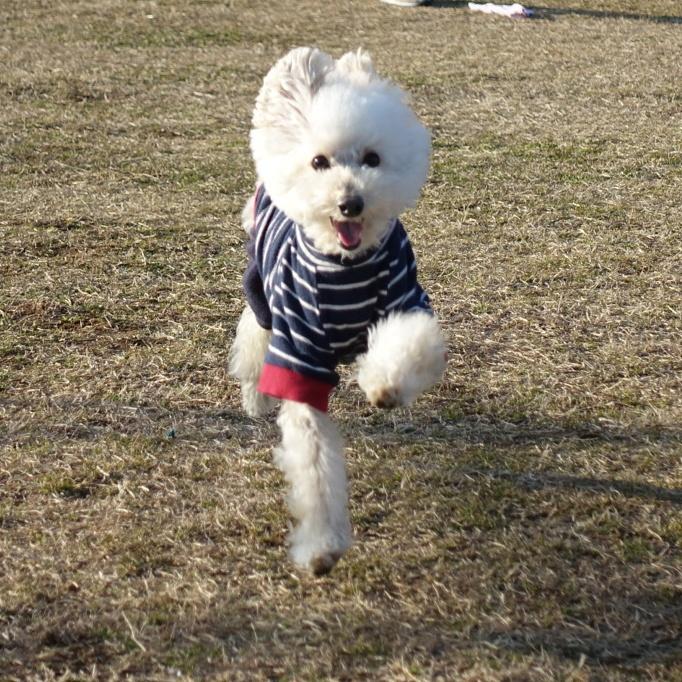 わんにゃんサイトの犬の写真