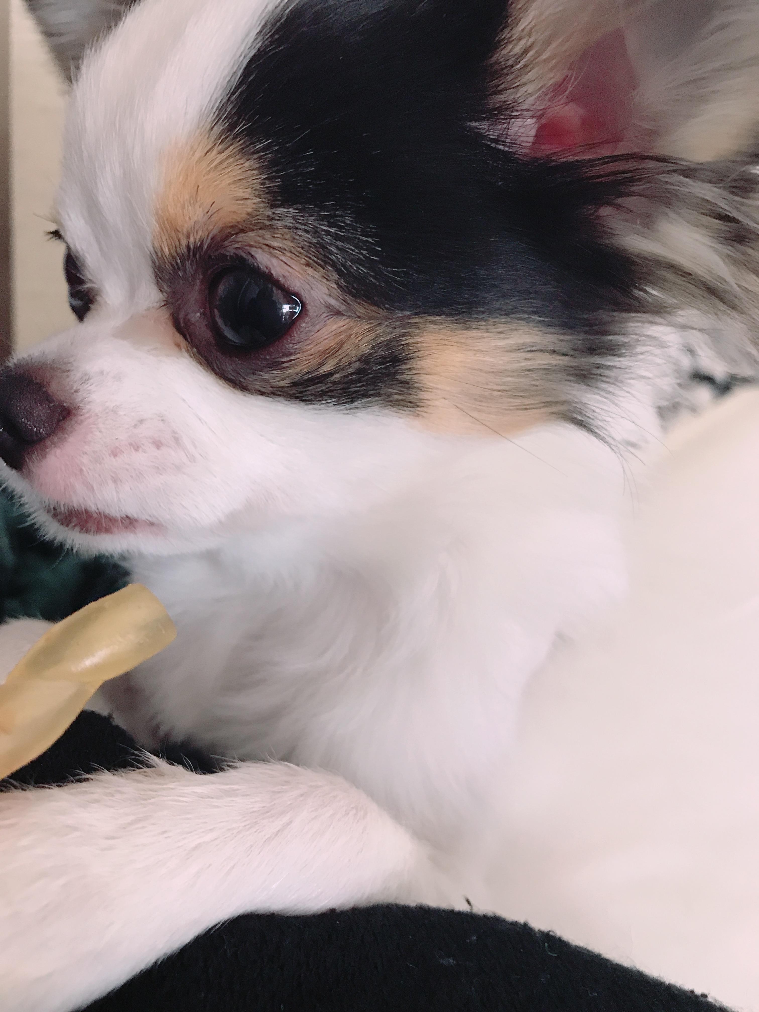 わんにゃんサイトの犬の写真