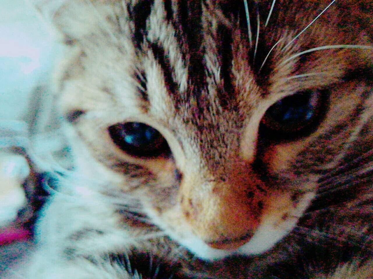 わんにゃんサイトの猫の写真