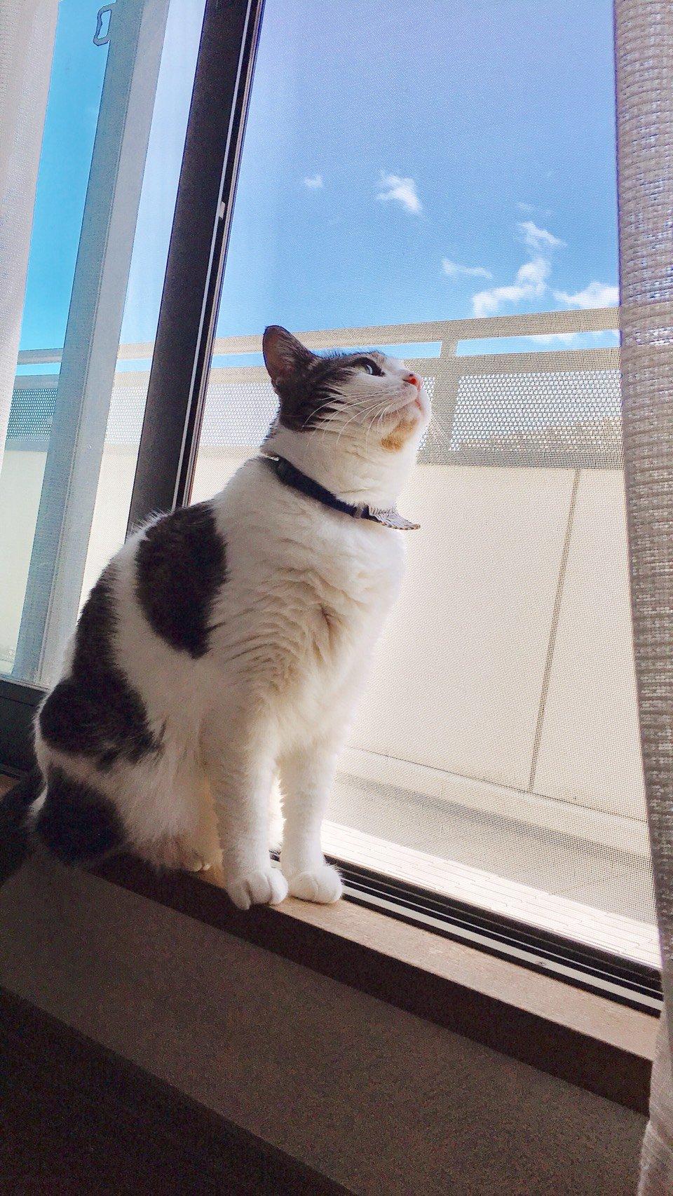 わんにゃんサイトの猫の写真