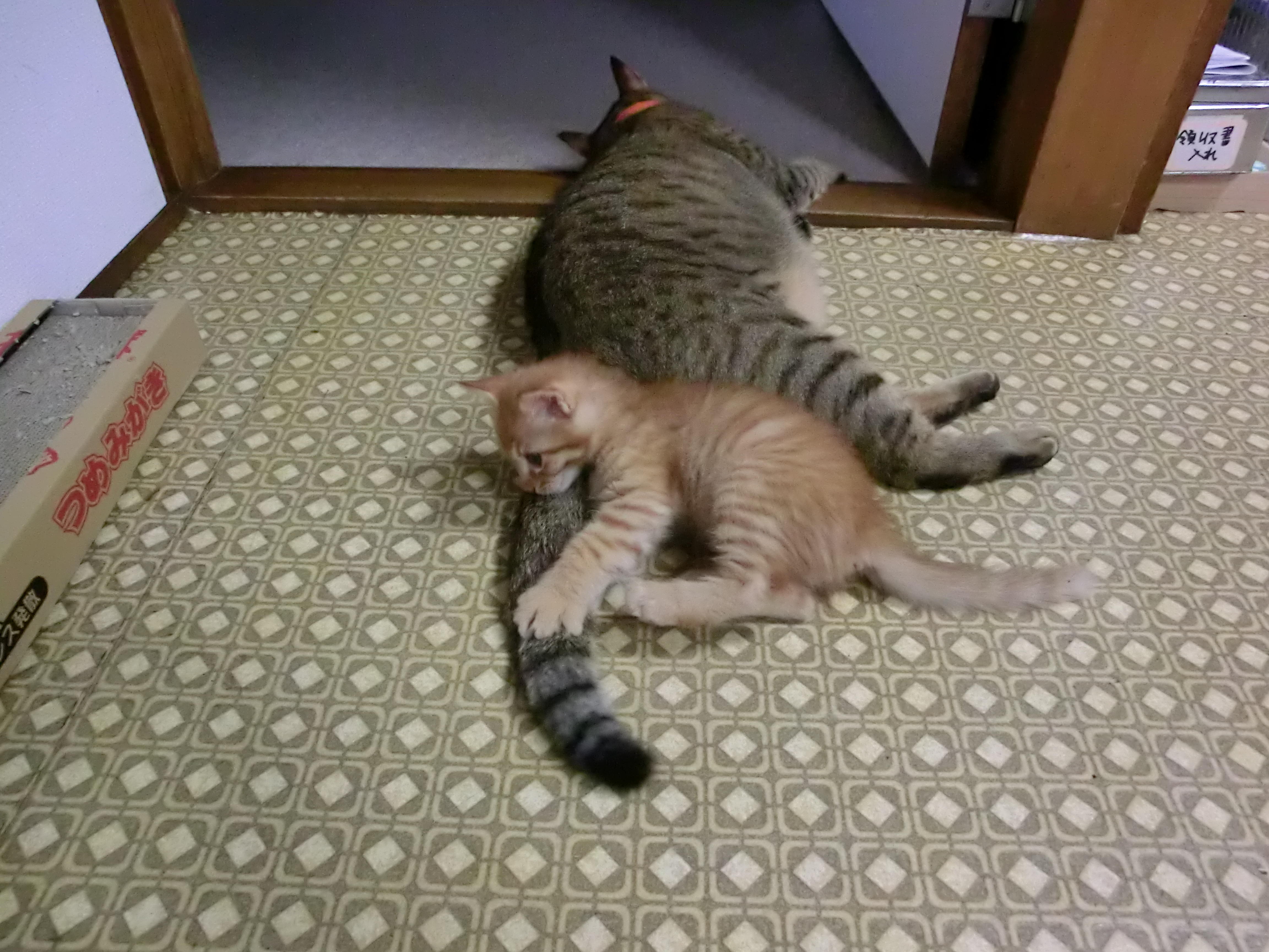 わんにゃんサイトの猫の写真