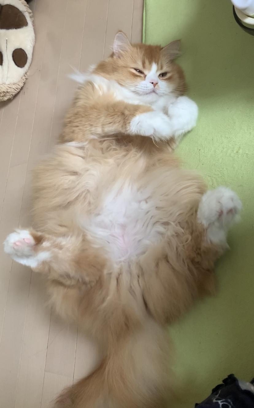 わんにゃんサイトの猫の写真