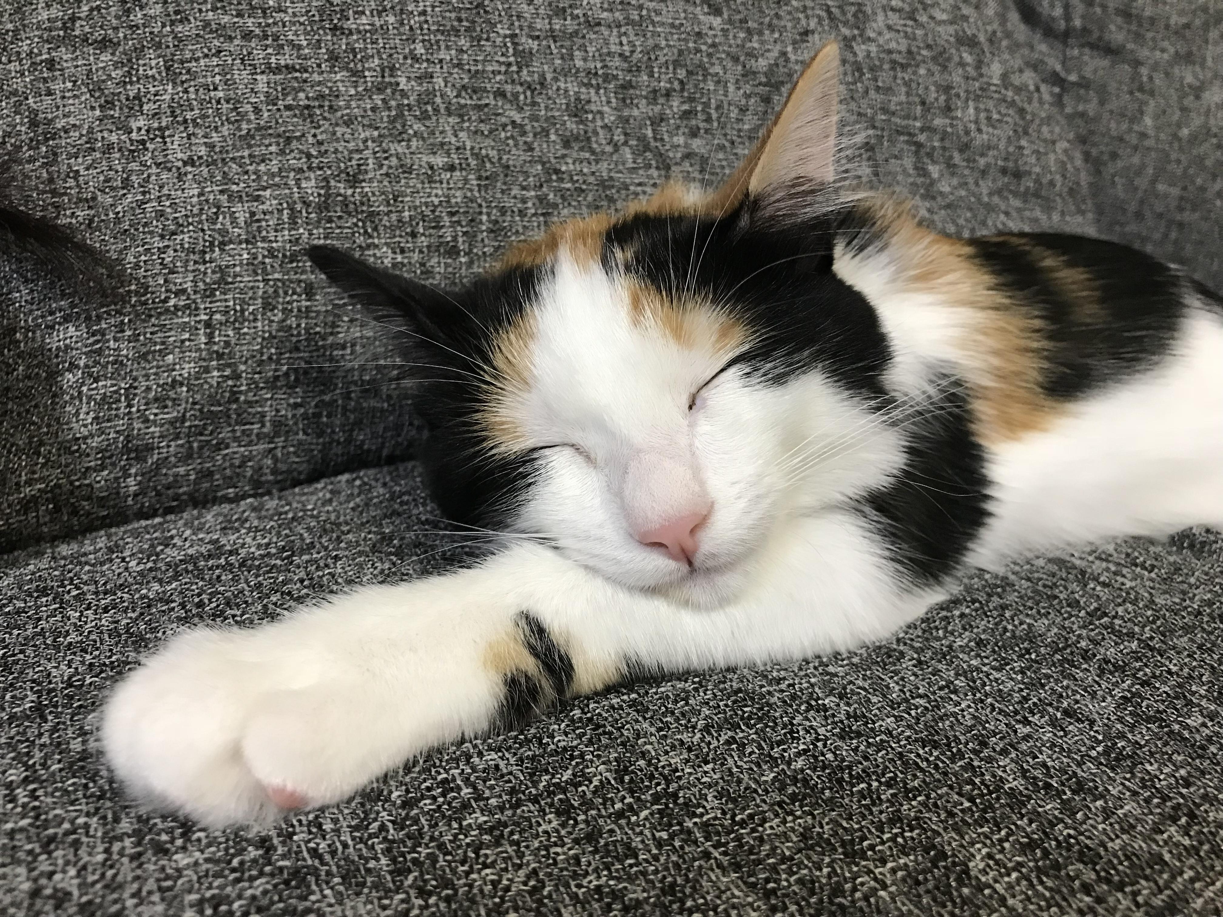 わんにゃんサイトの猫の写真