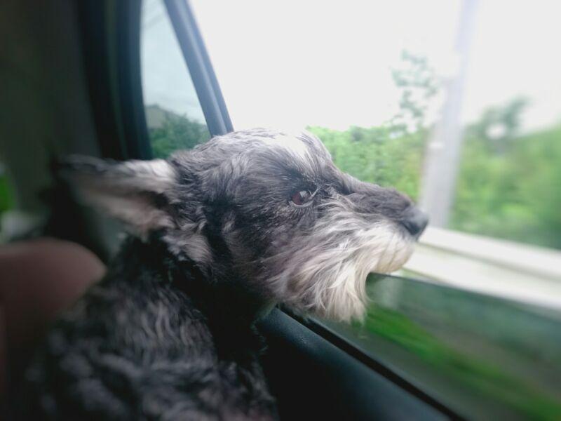 わんにゃんサイトの犬の写真