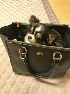 わんにゃんサイトの犬の写真