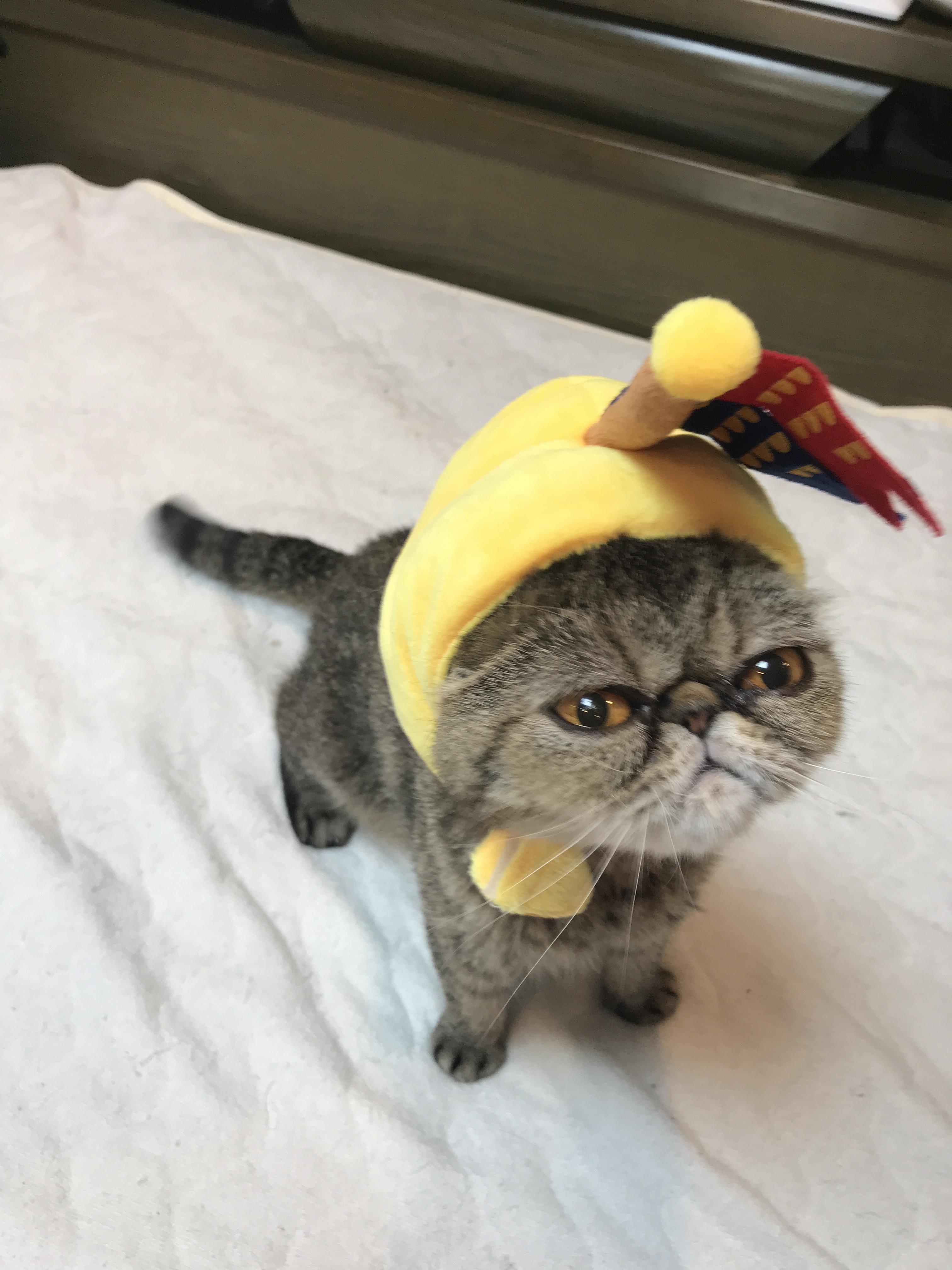 わんにゃんサイトの猫の写真