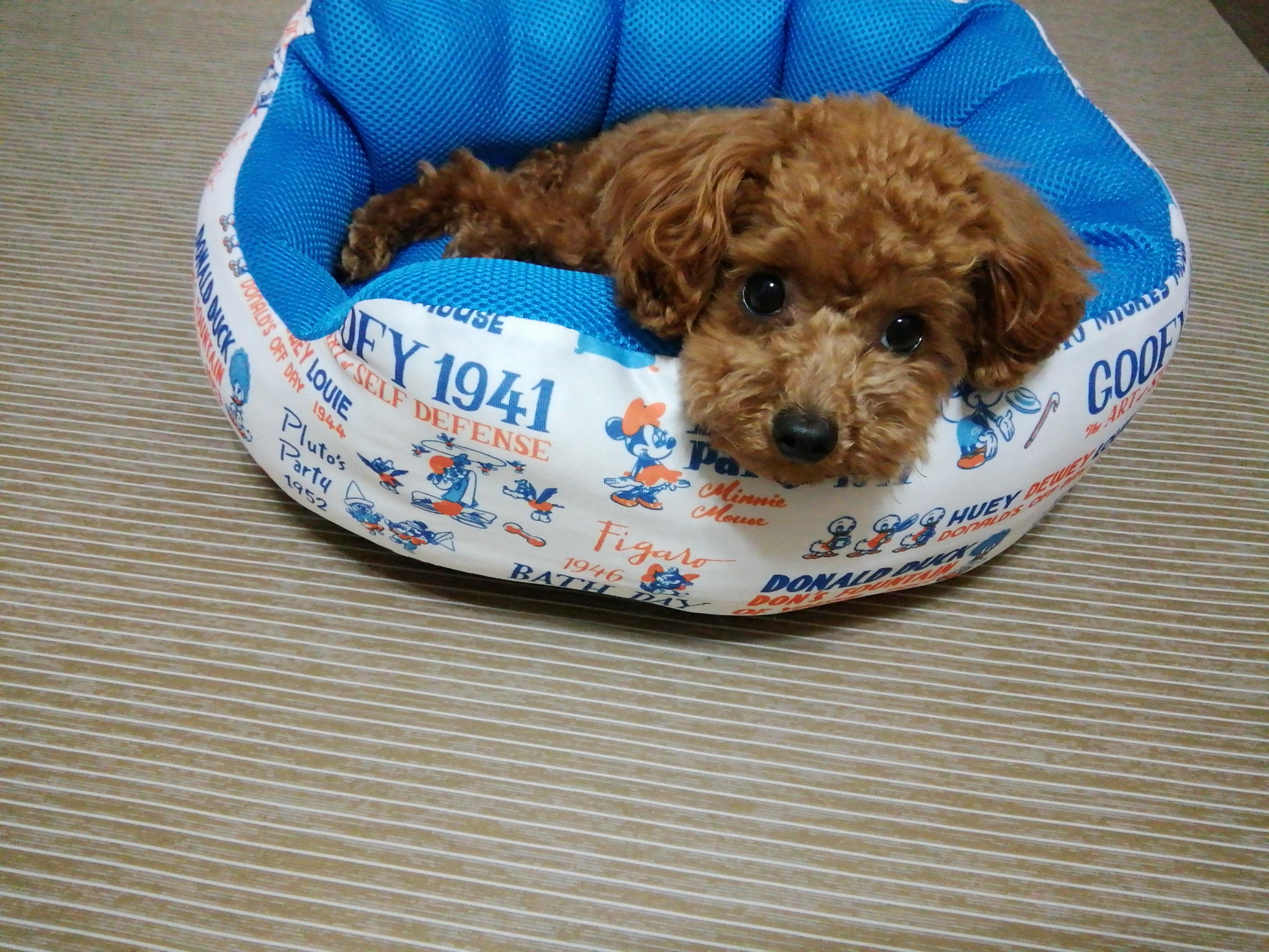 わんにゃんサイトの犬の写真