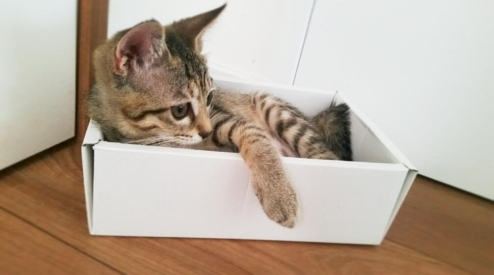 わんにゃんサイトの猫の写真