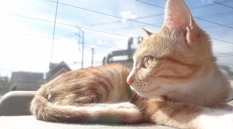 わんにゃんサイトの猫の写真