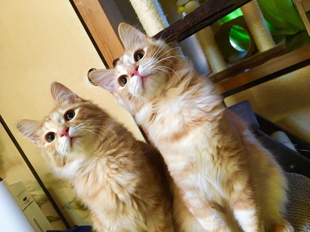 わんにゃんサイトの猫の写真