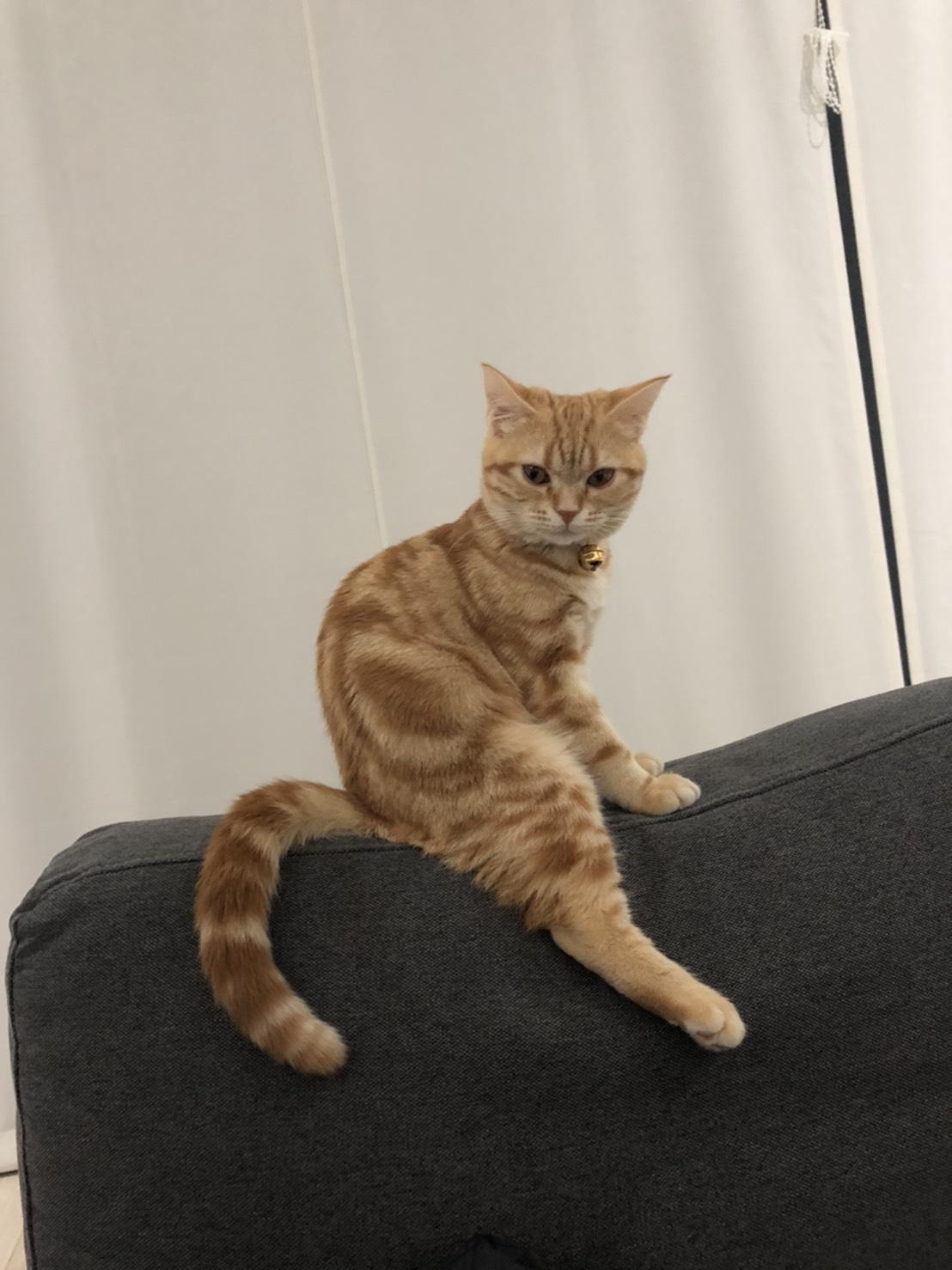 わんにゃんサイトの猫の写真