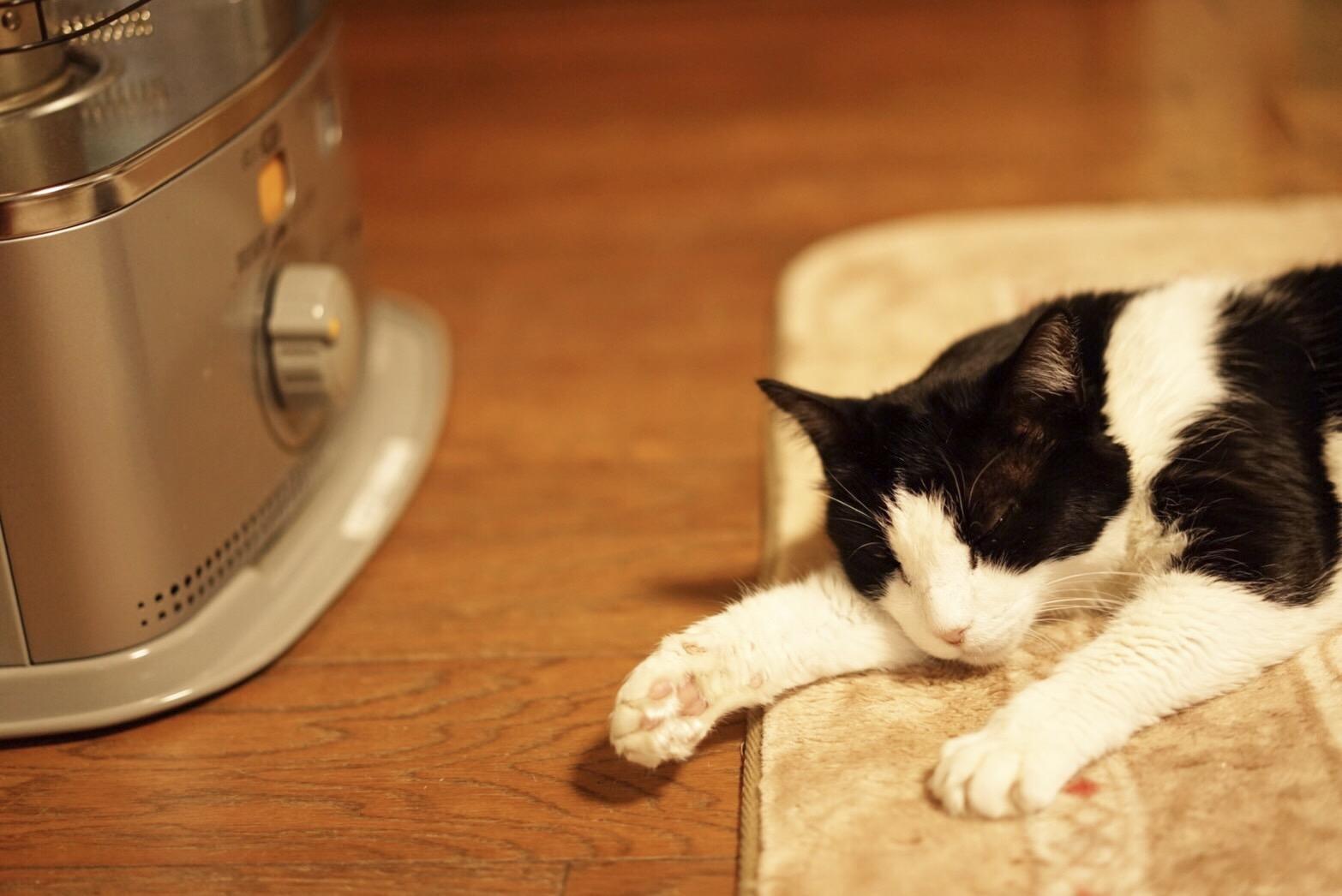 わんにゃんサイトの猫の写真