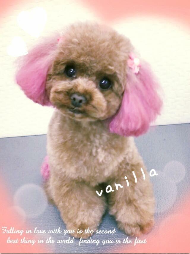 わんにゃんサイトの犬の写真