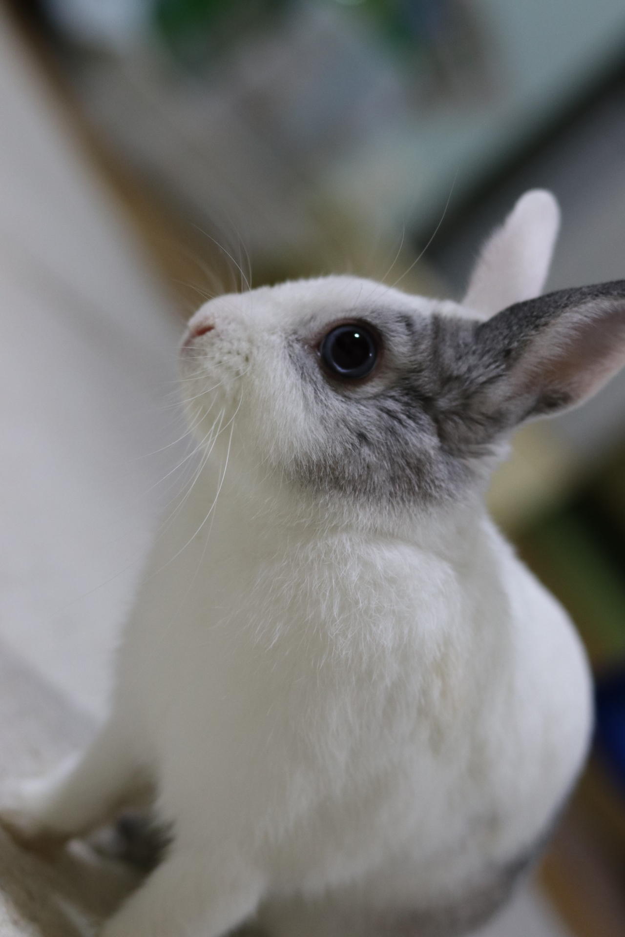 わんにゃんサイトのその他の写真