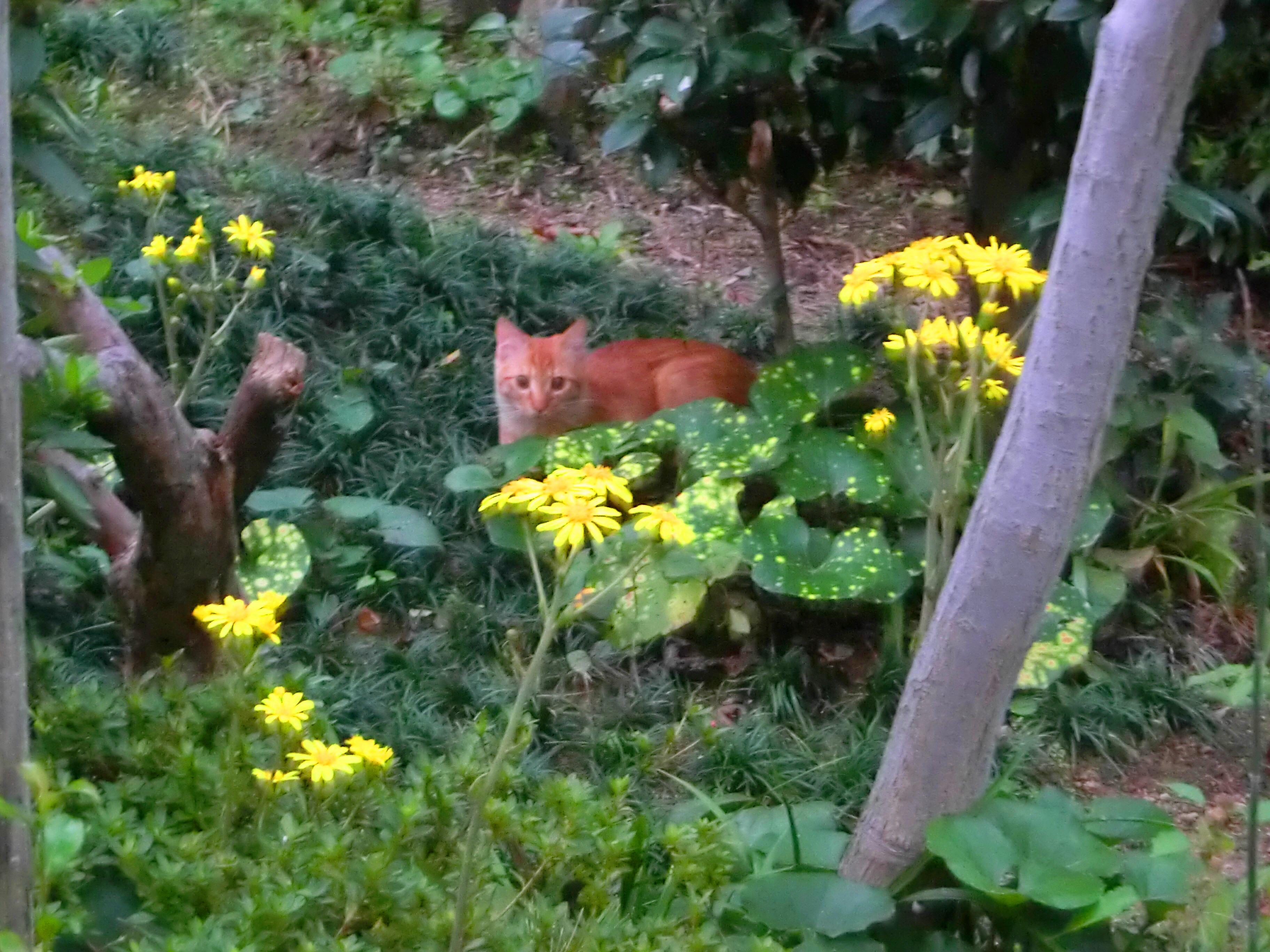 わんにゃんサイトの猫の写真