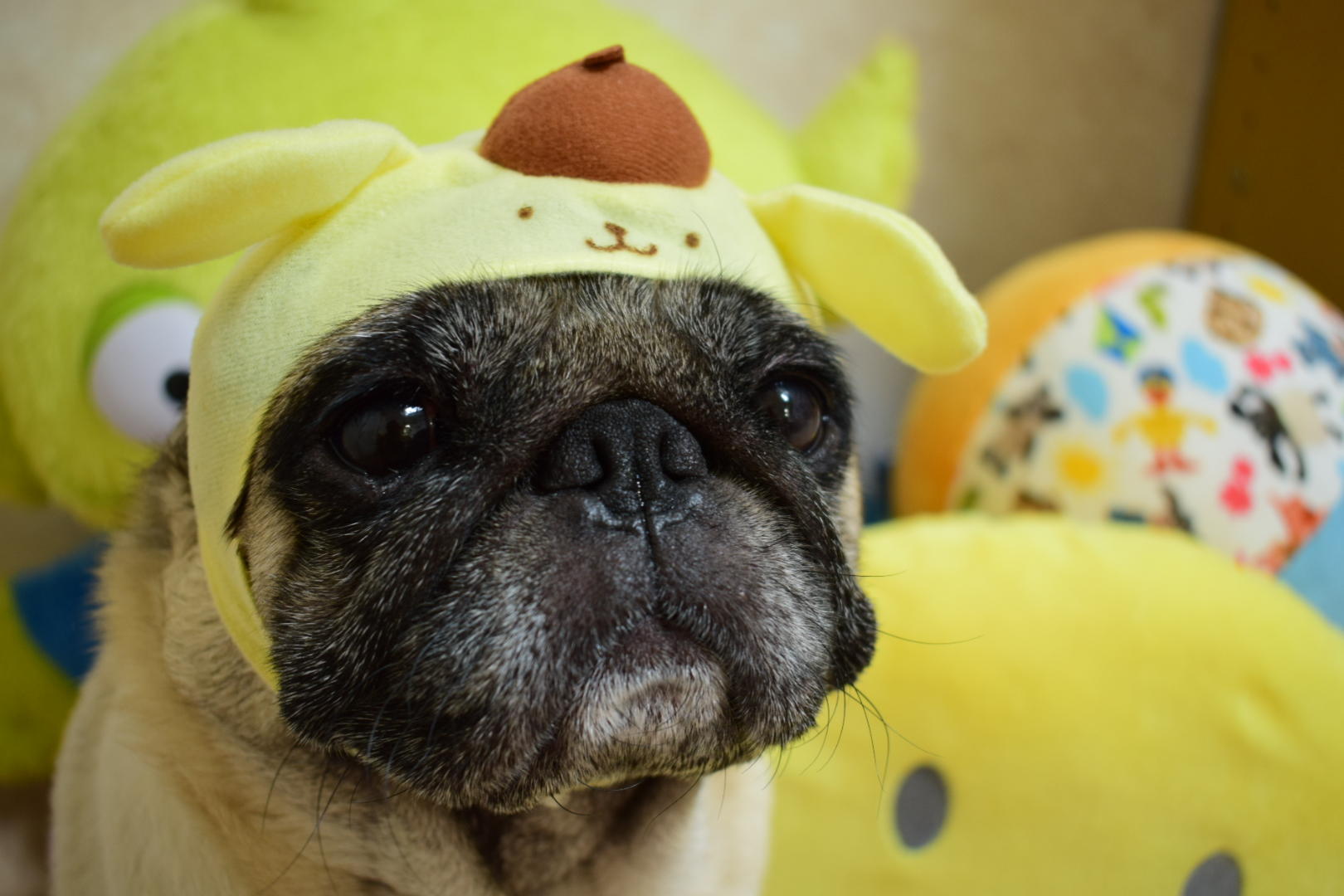 わんにゃんサイトの犬の写真