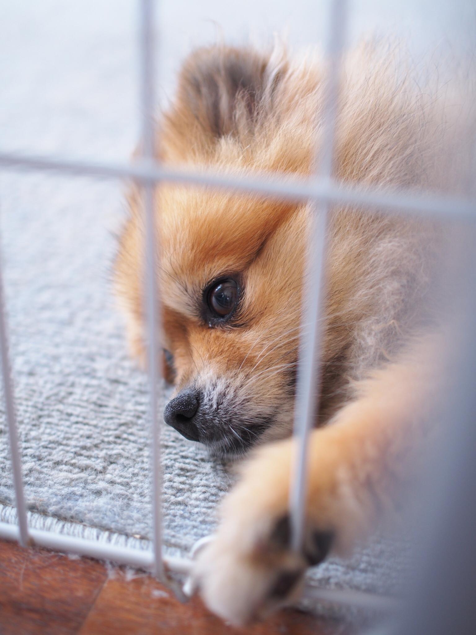 わんにゃんサイトの犬の写真