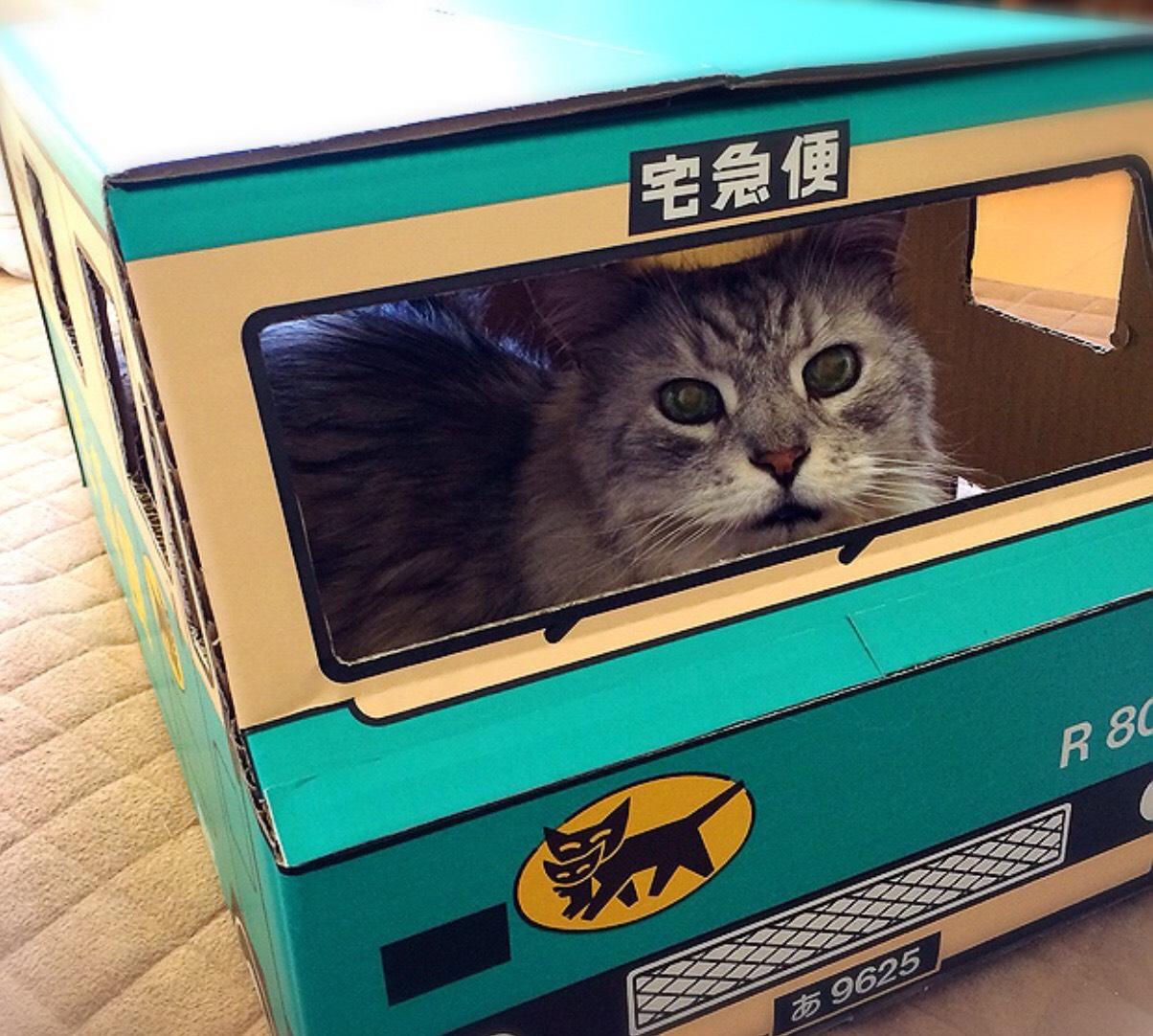 わんにゃんサイトの猫の写真
