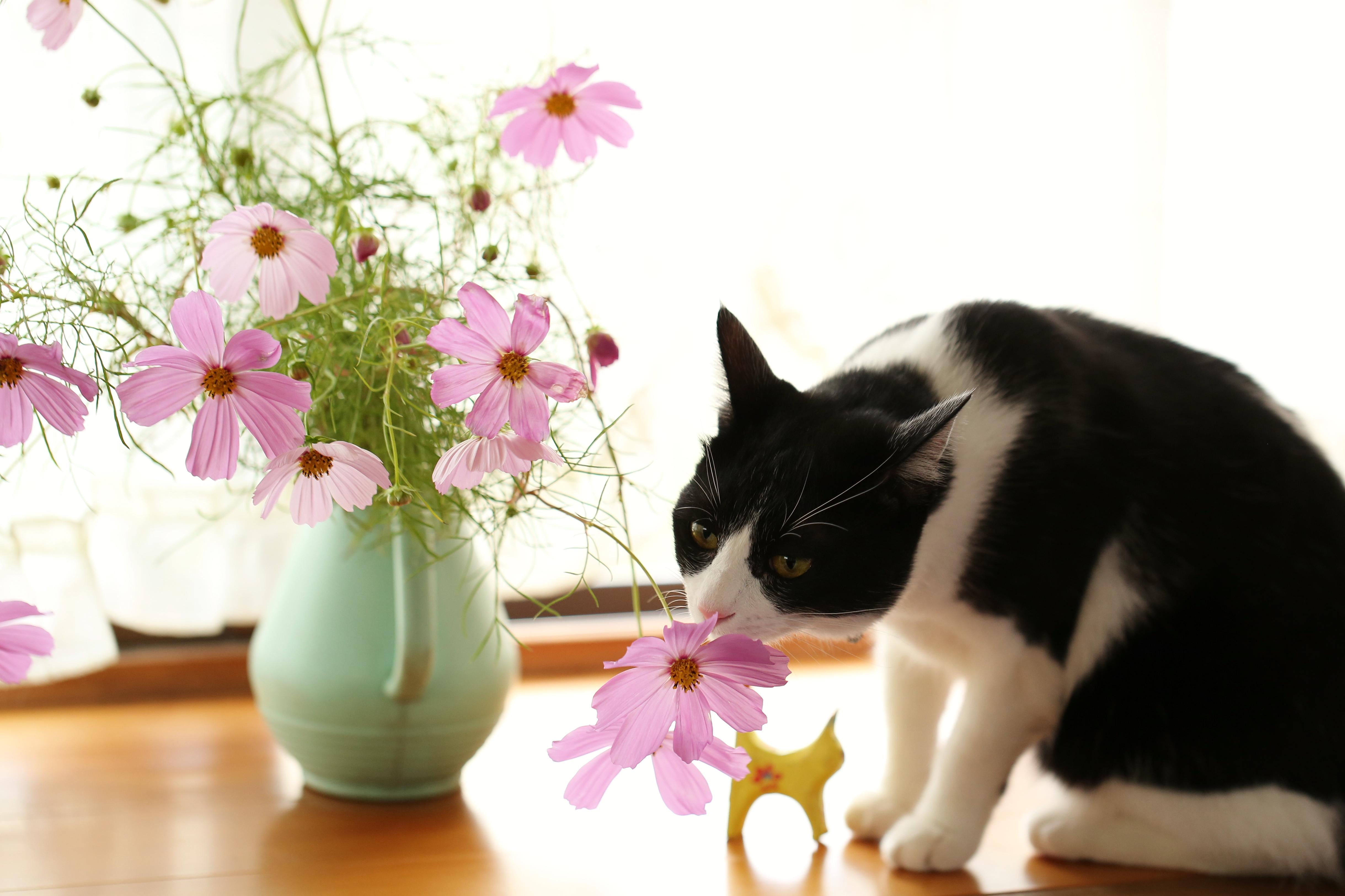 わんにゃんサイトの猫の写真