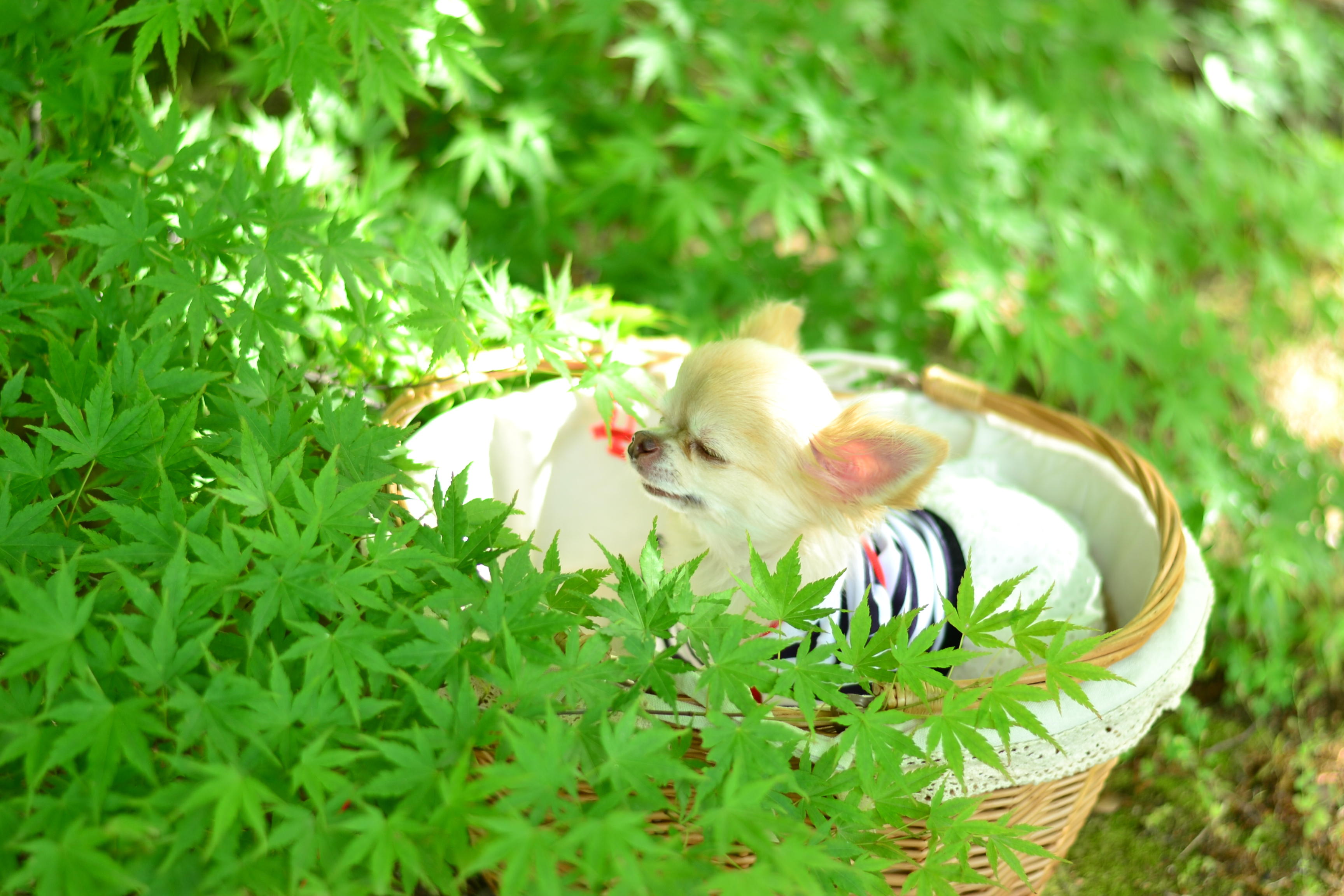 わんにゃんサイトの犬の写真