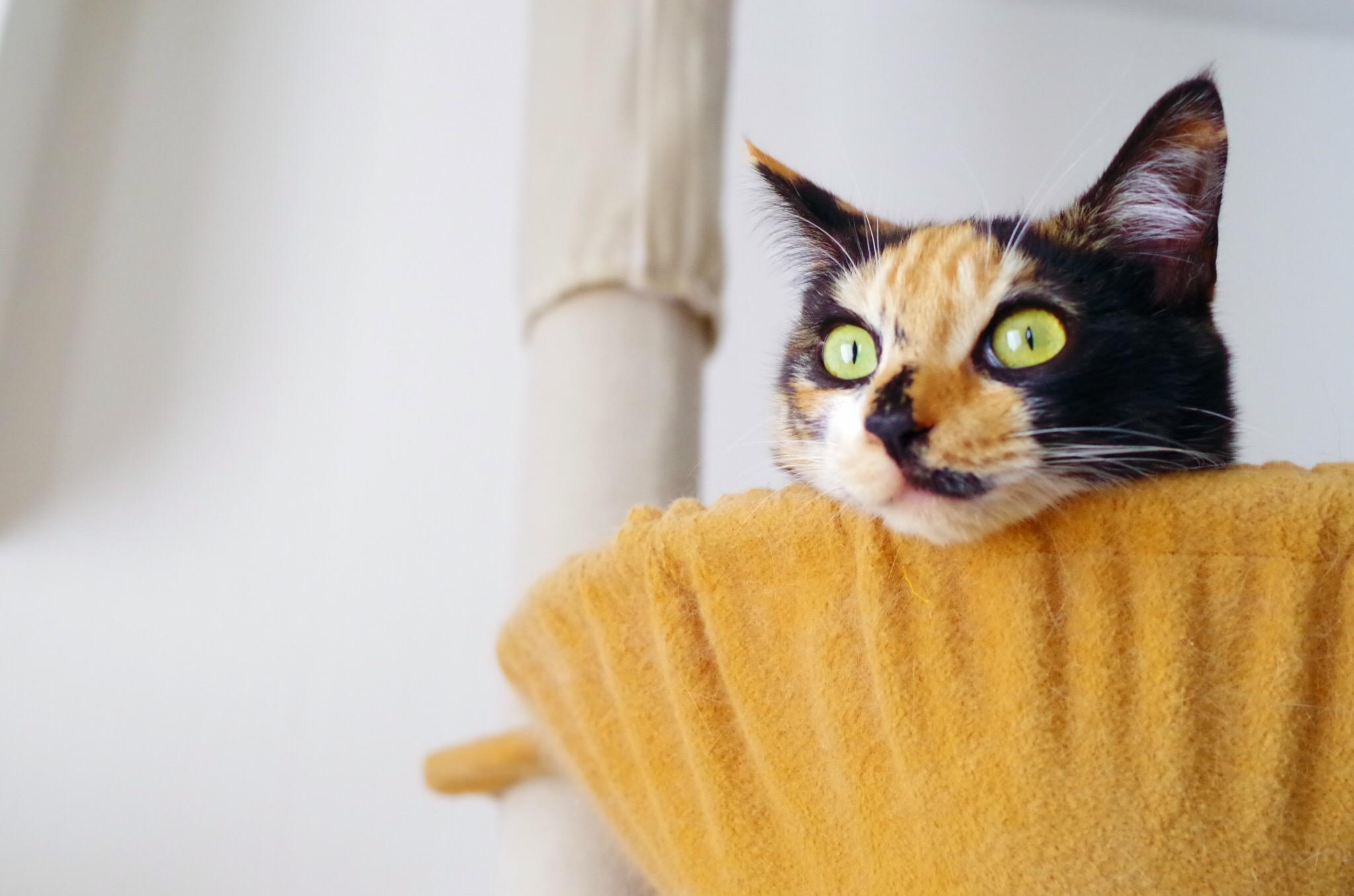 わんにゃんサイトの猫の写真