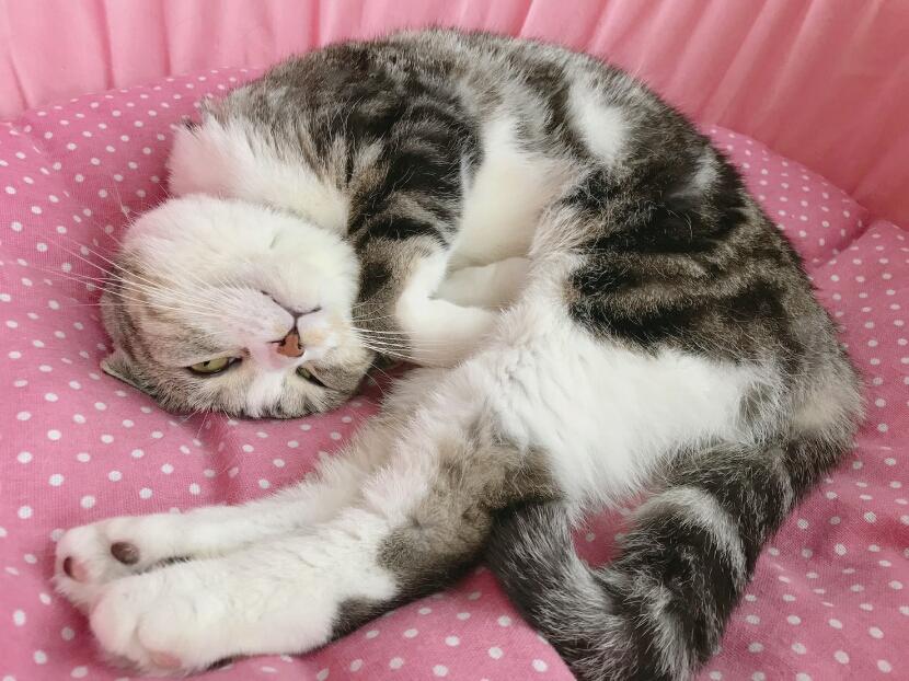 わんにゃんサイトの猫の写真