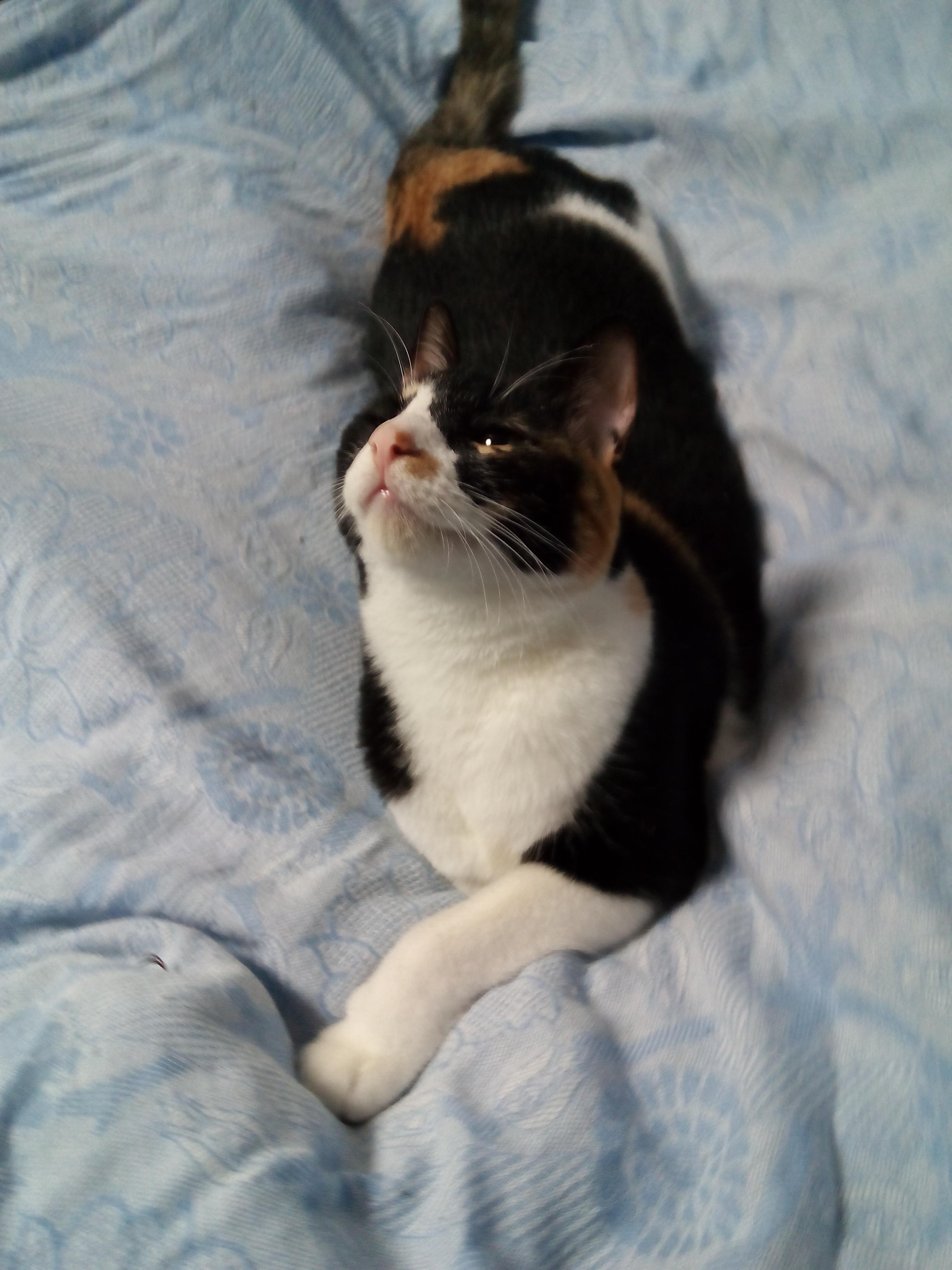 わんにゃんサイトの猫の写真