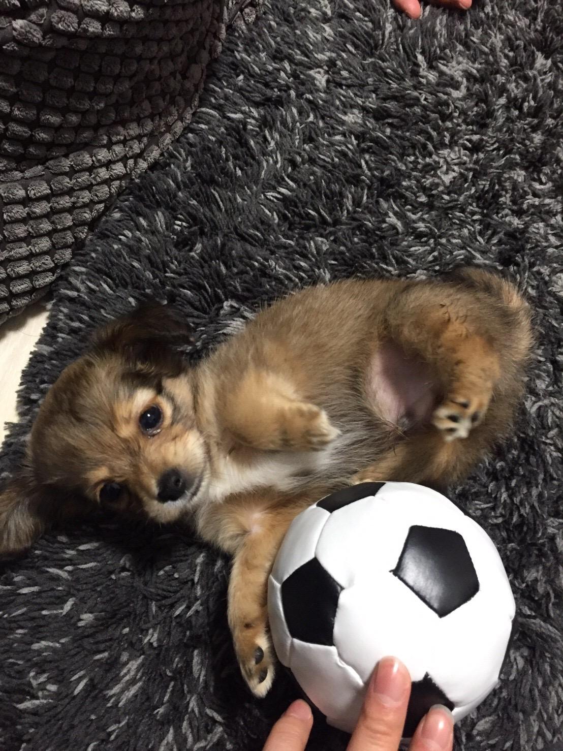 わんにゃんサイトの犬の写真