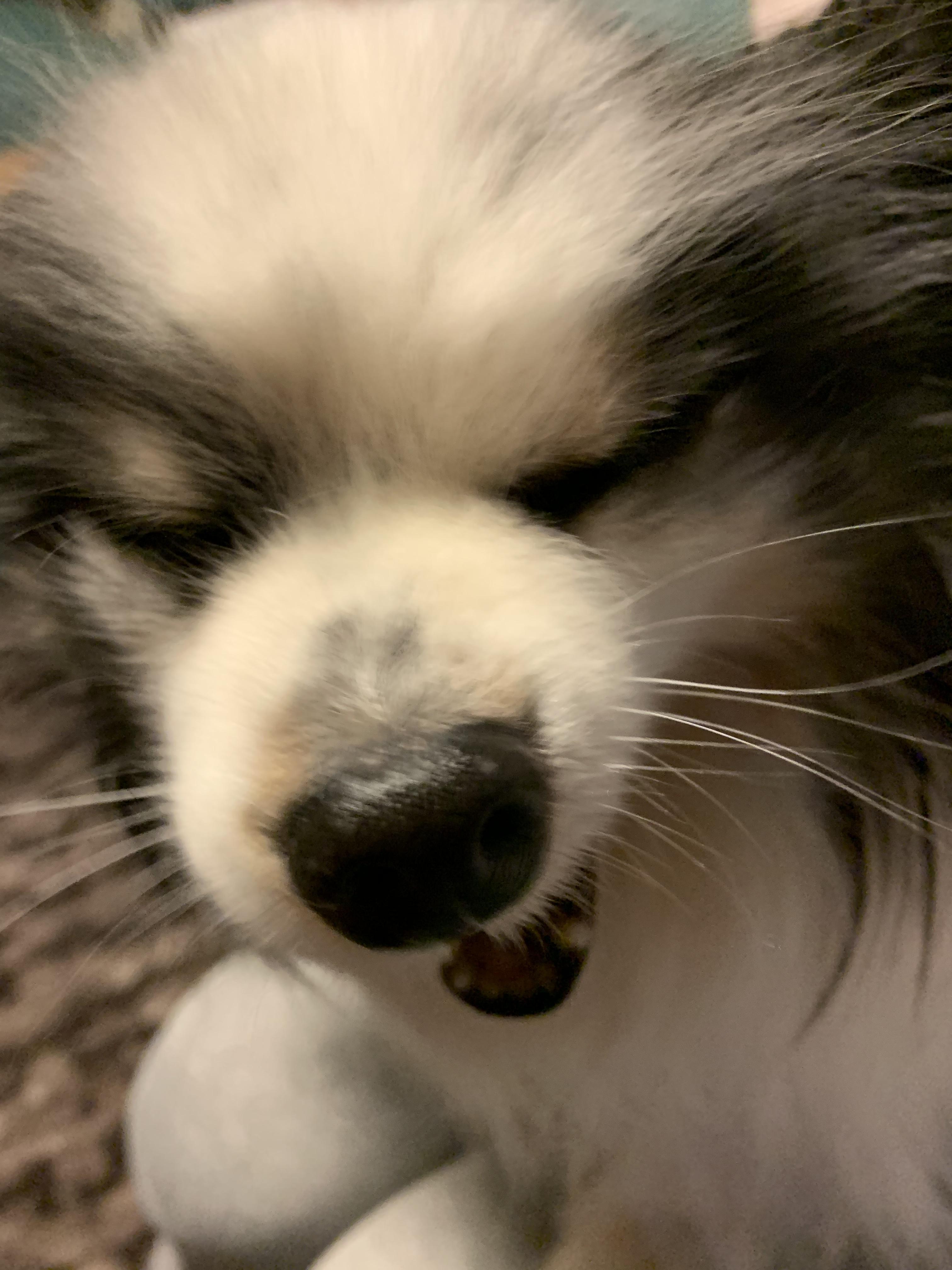 わんにゃんサイトの犬の写真