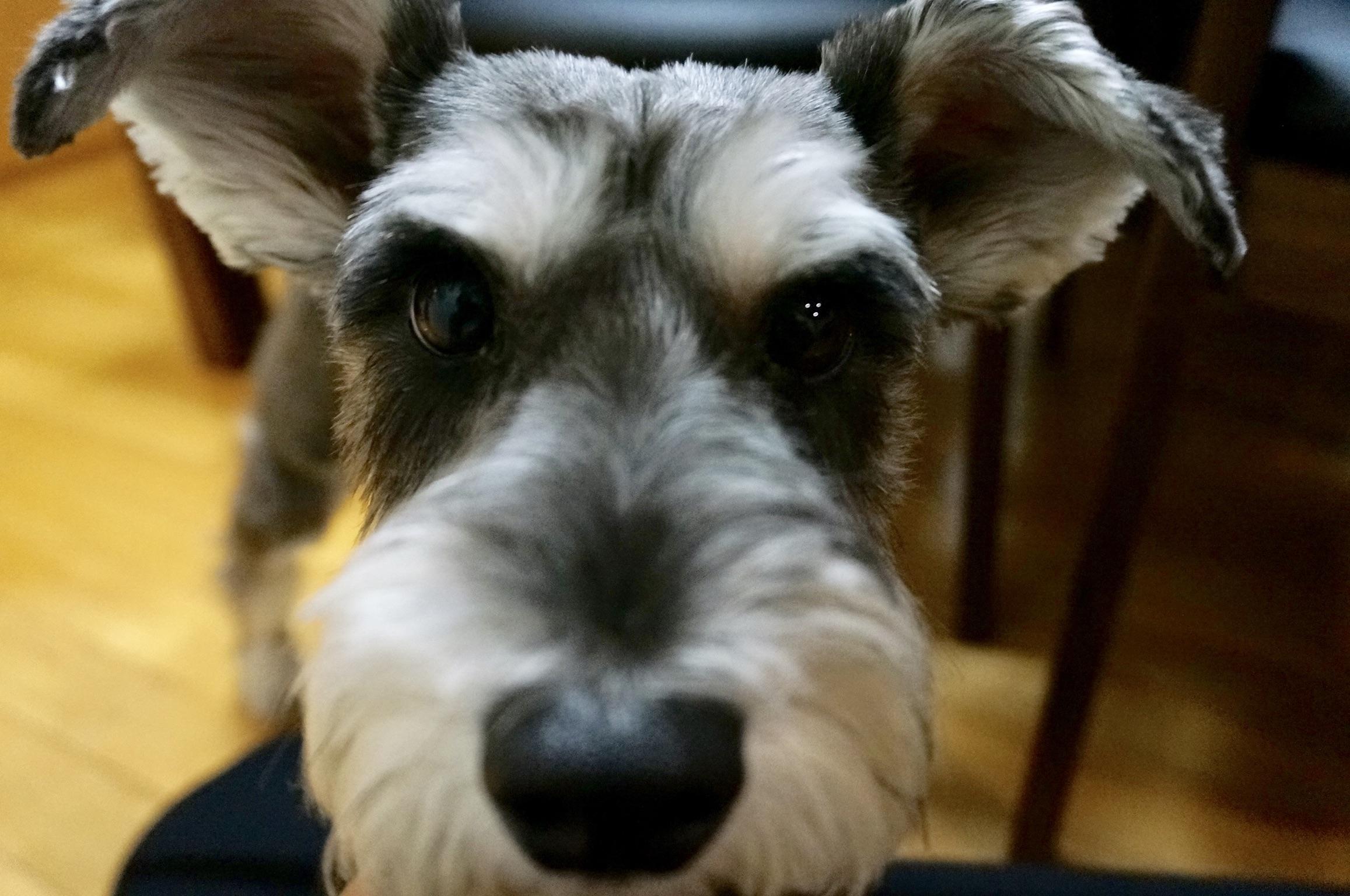 わんにゃんサイトの犬の写真