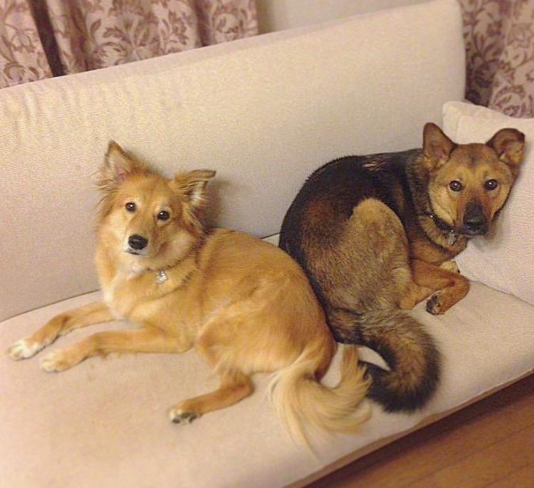 わんにゃんサイトの犬の写真