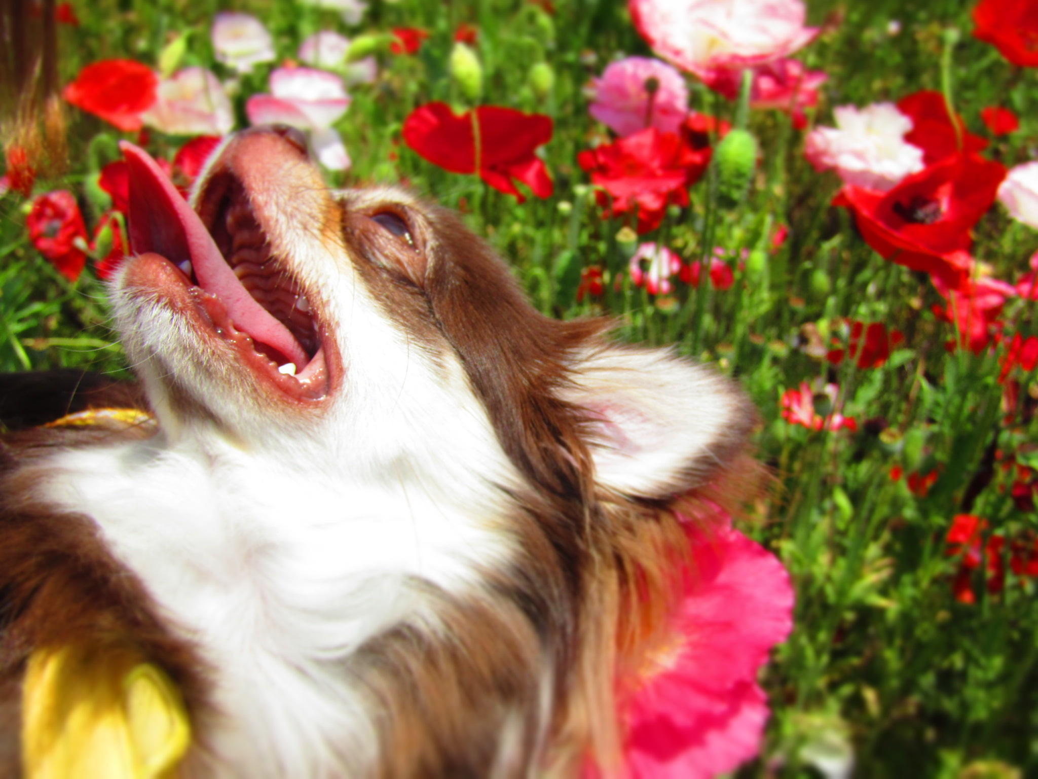 わんにゃんサイトの犬の写真